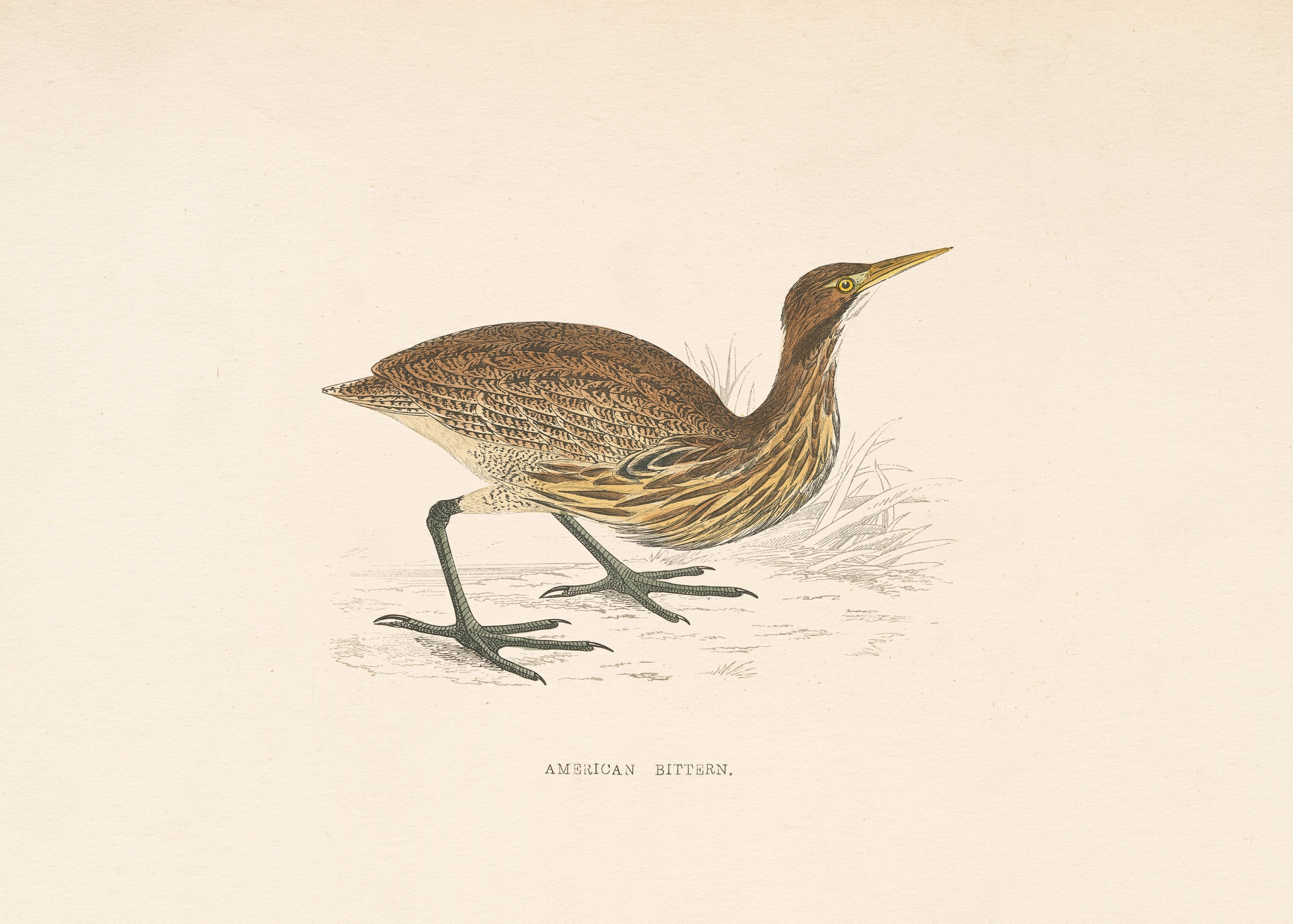 American Bittern