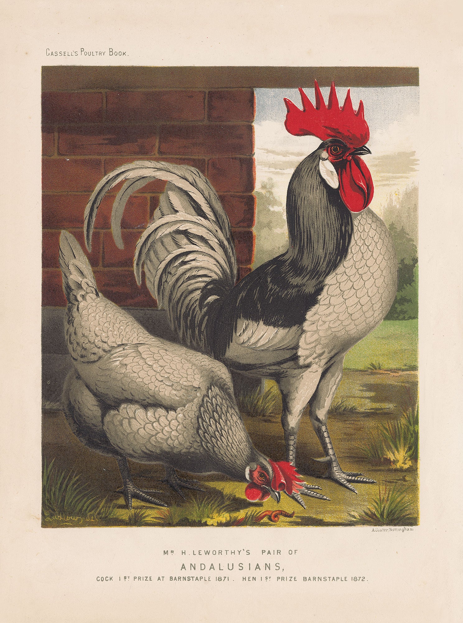 Cassells Poultry Book (Series)