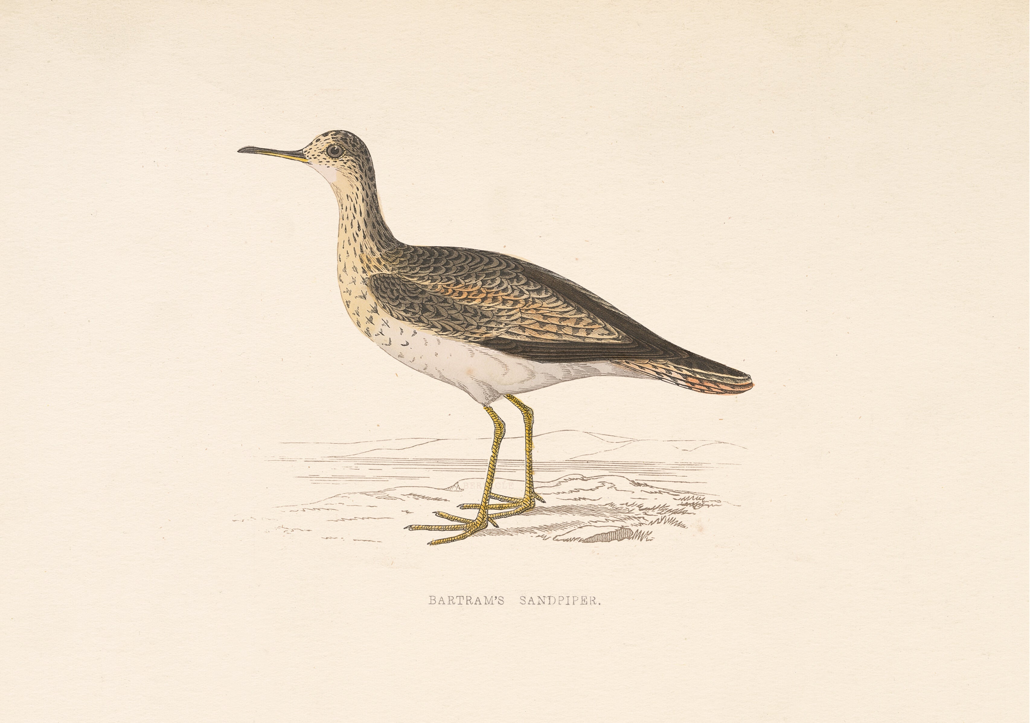 Bartrams Sandpiper