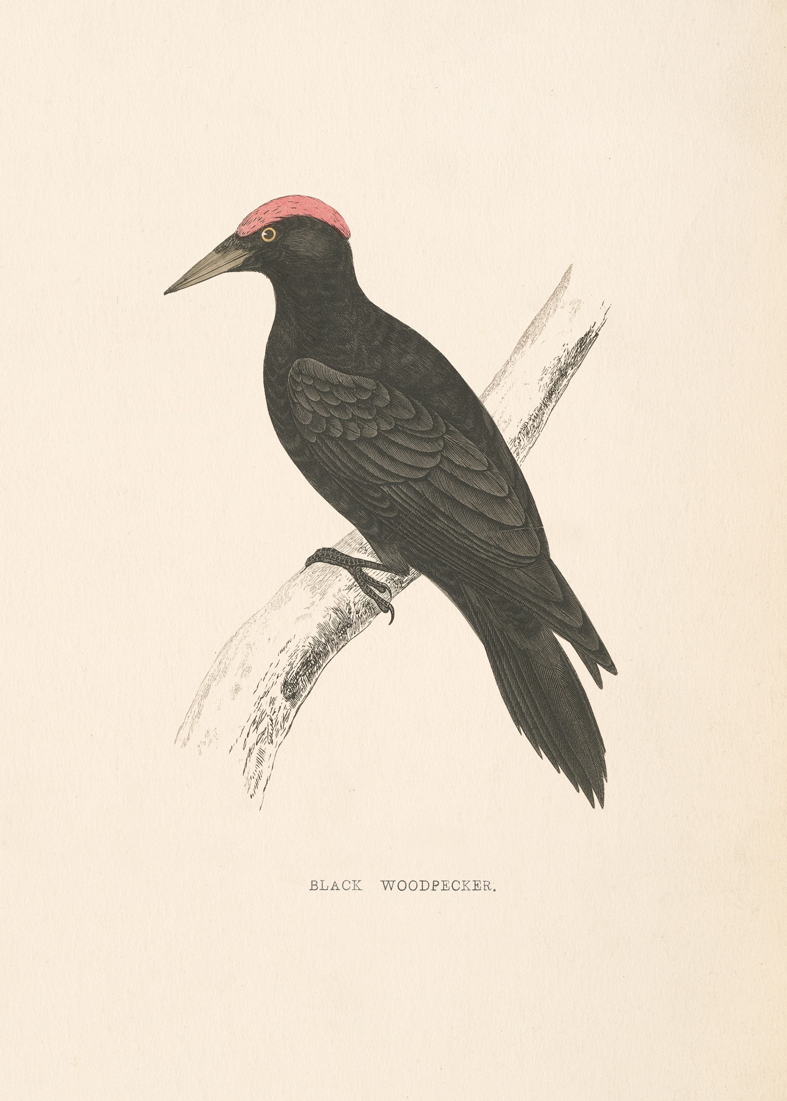 Black Woodpecker