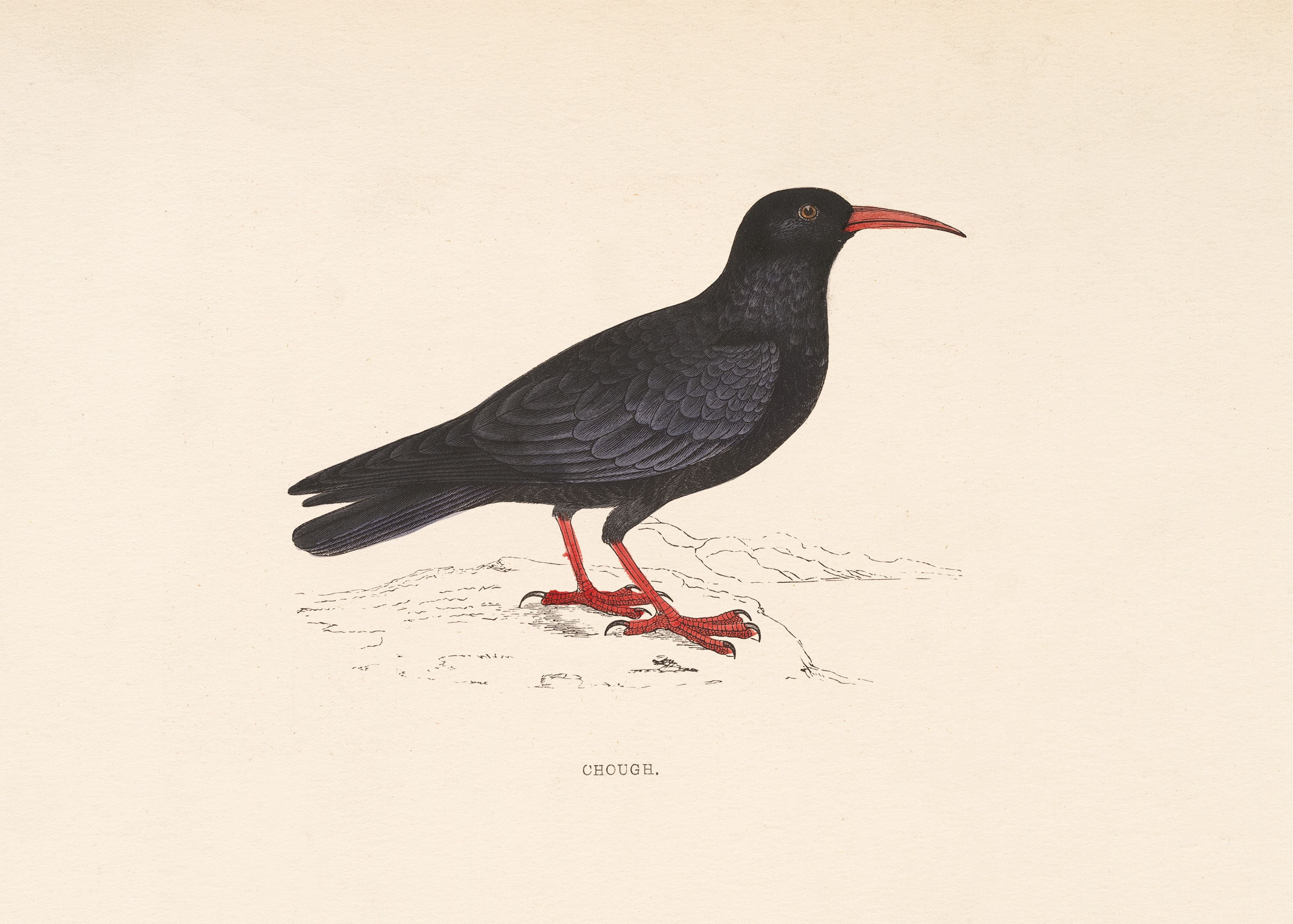 Chough