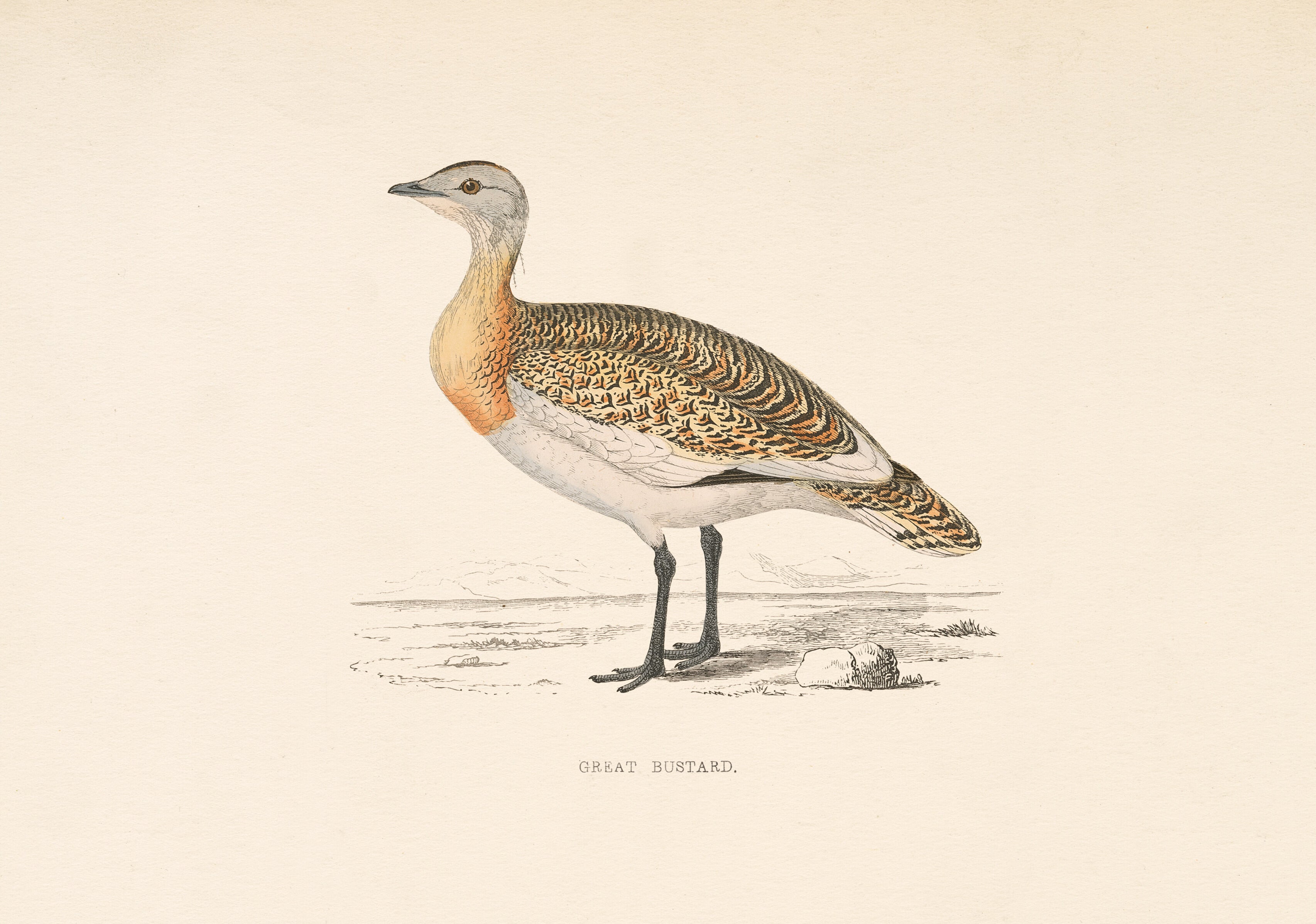 Great Bustard