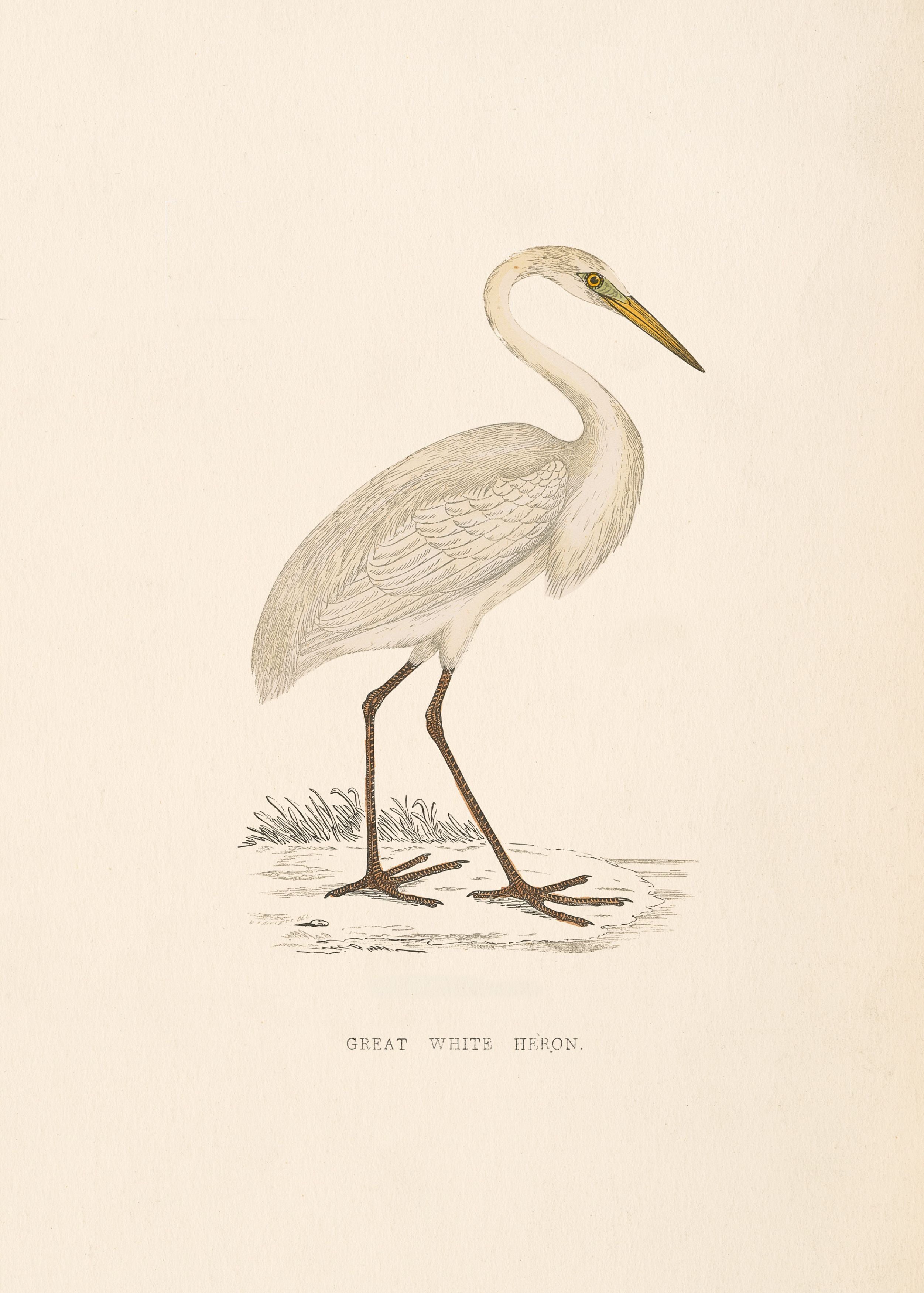 Great White Heron
