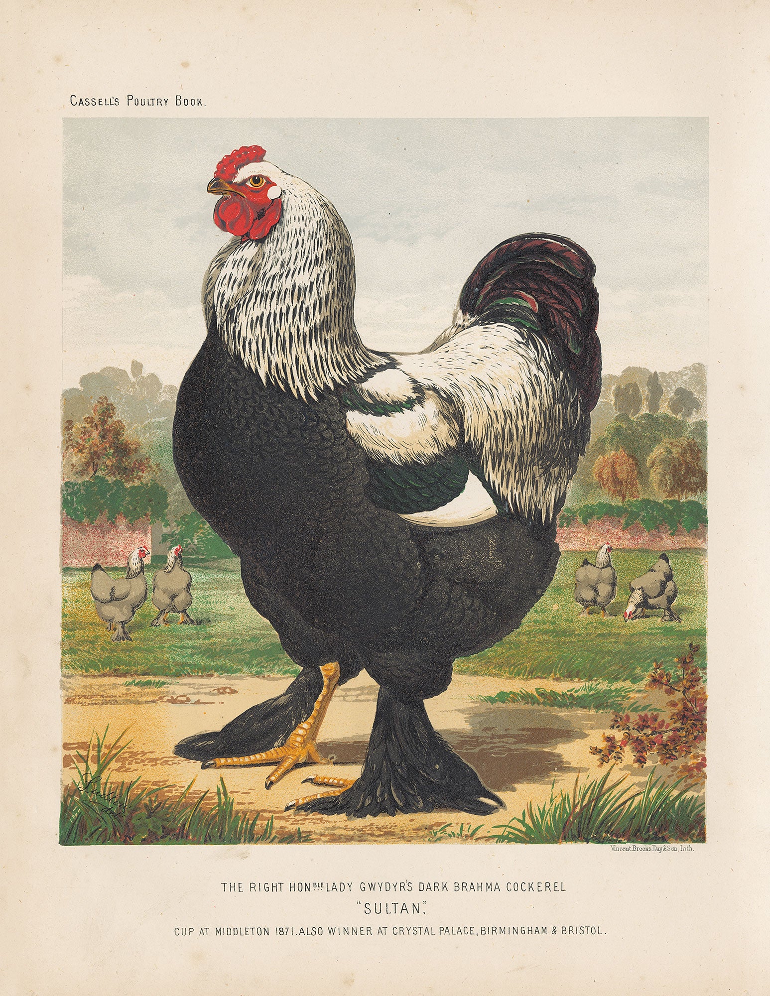Cassells Poultry Book (Series)