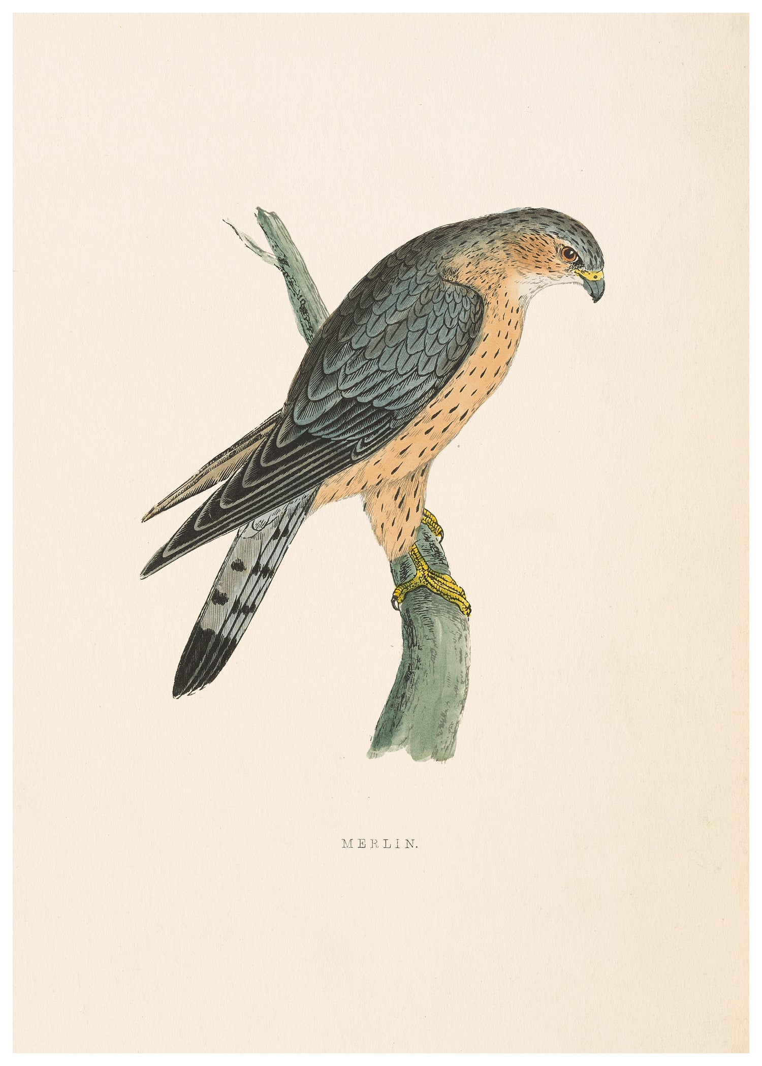 A History of British Birds (Series I)