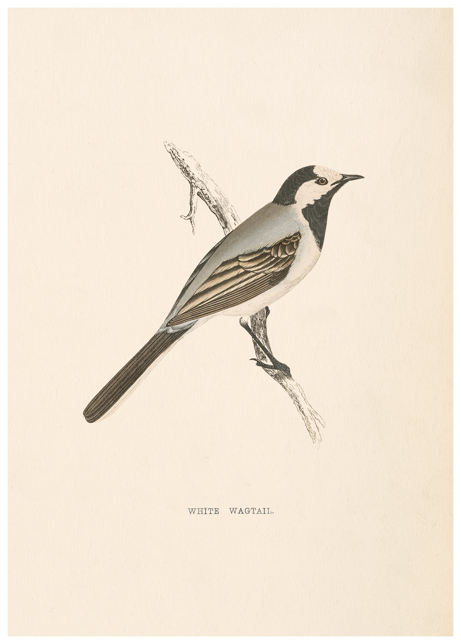 A History of British Birds (Series I)