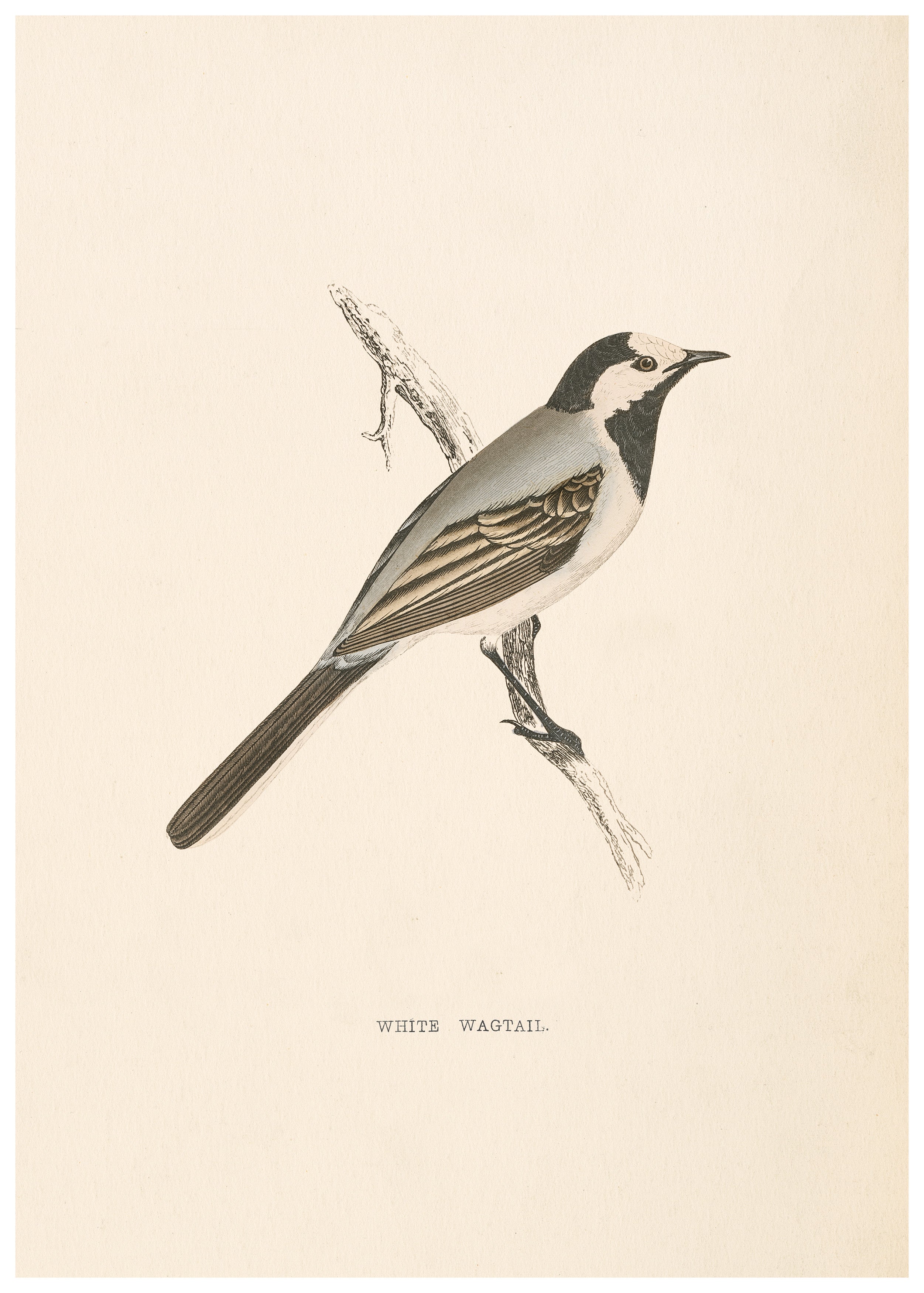 A History of British Birds (Series I)