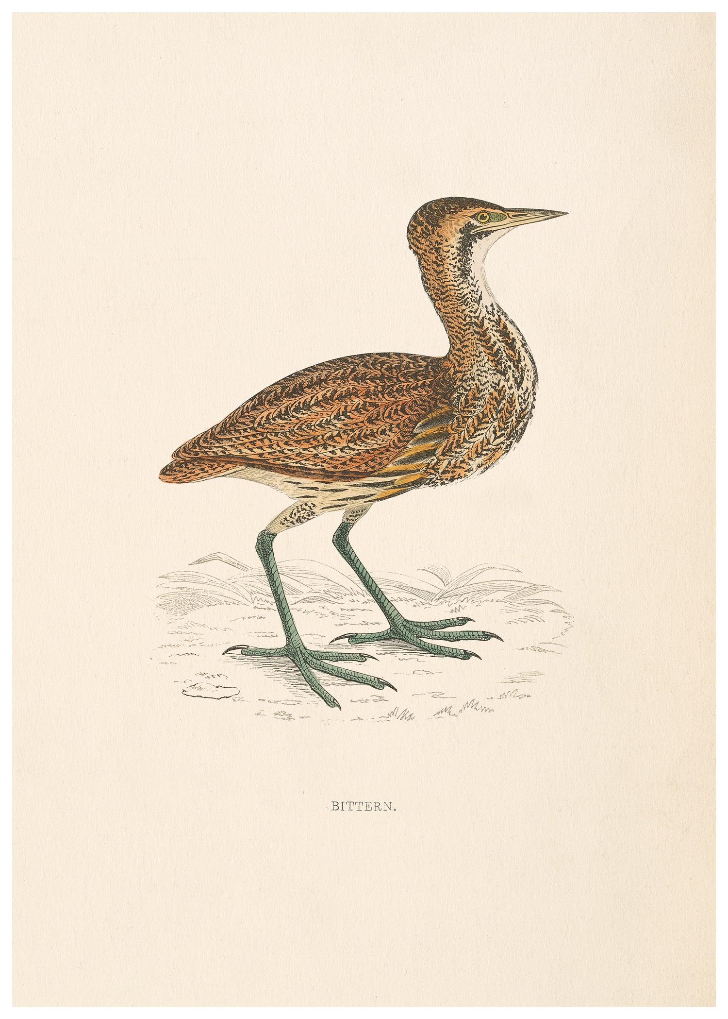 A History of British Birds (Series I)