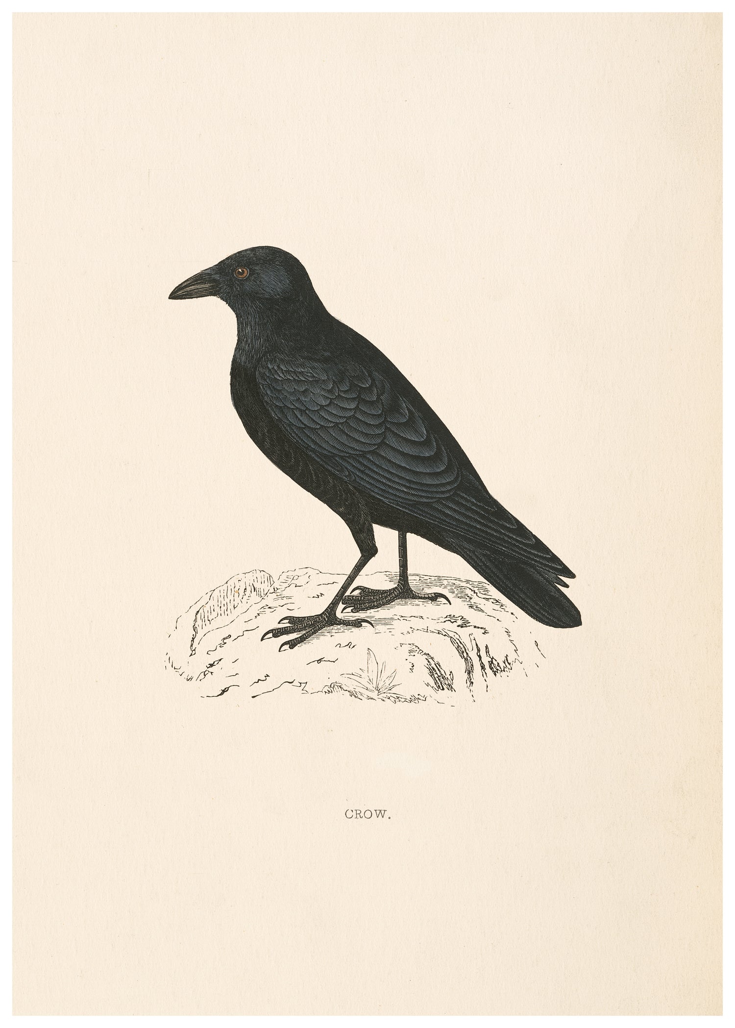 A History of British Birds (Series I)