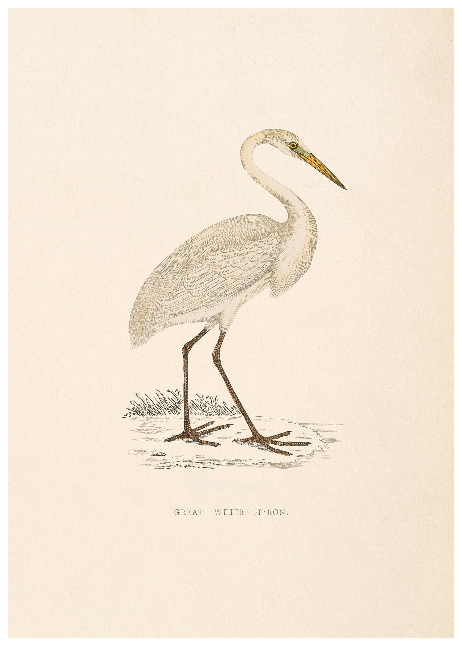 A History of British Birds (Series I)