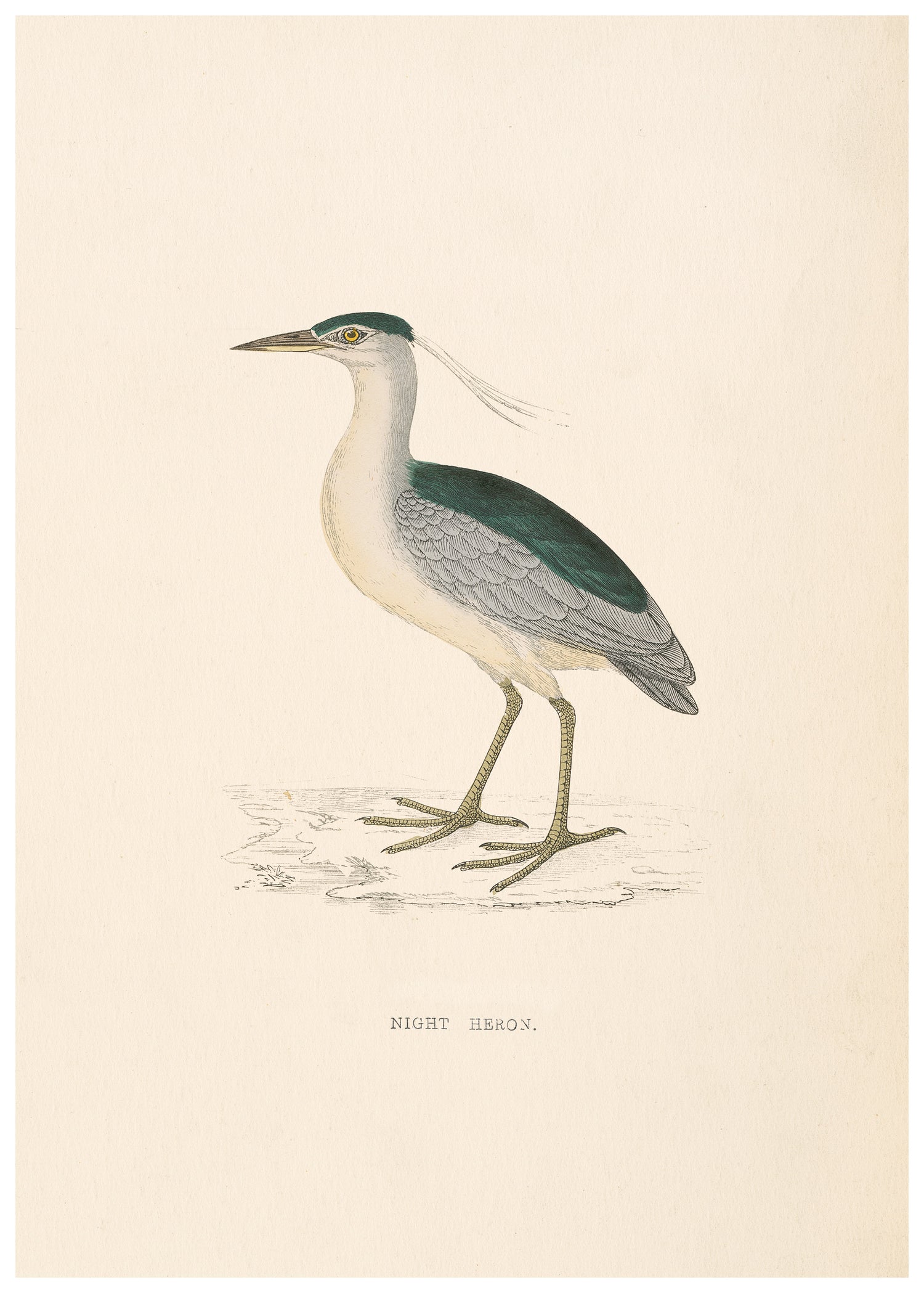 A History of British Birds (Series I)