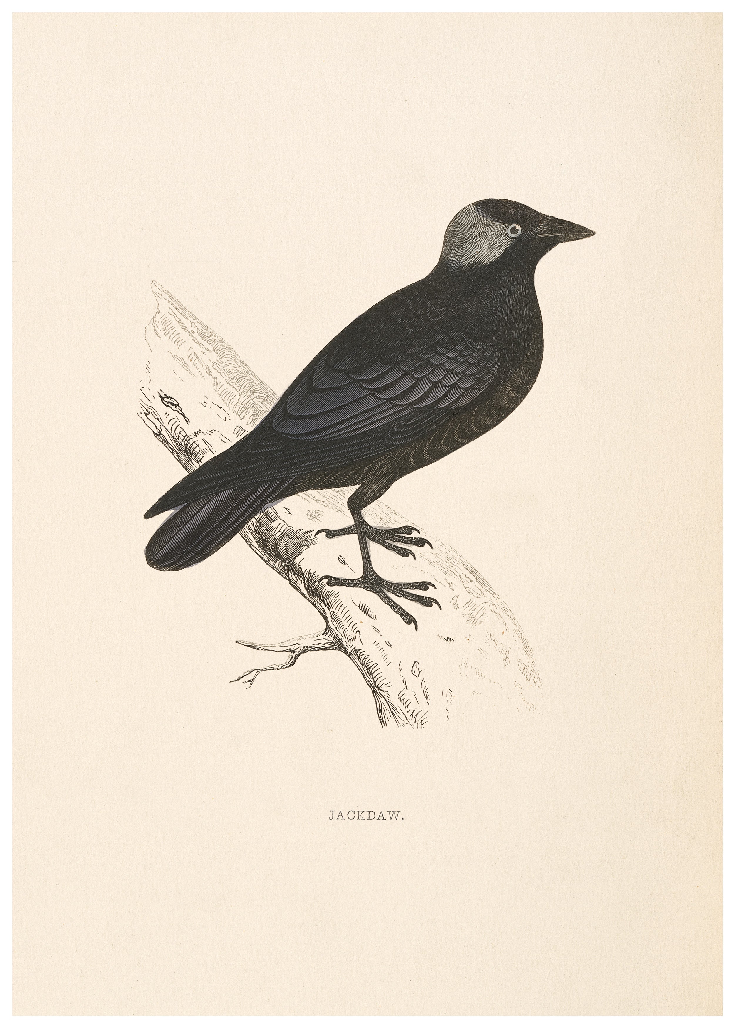 A History of British Birds (Series I)