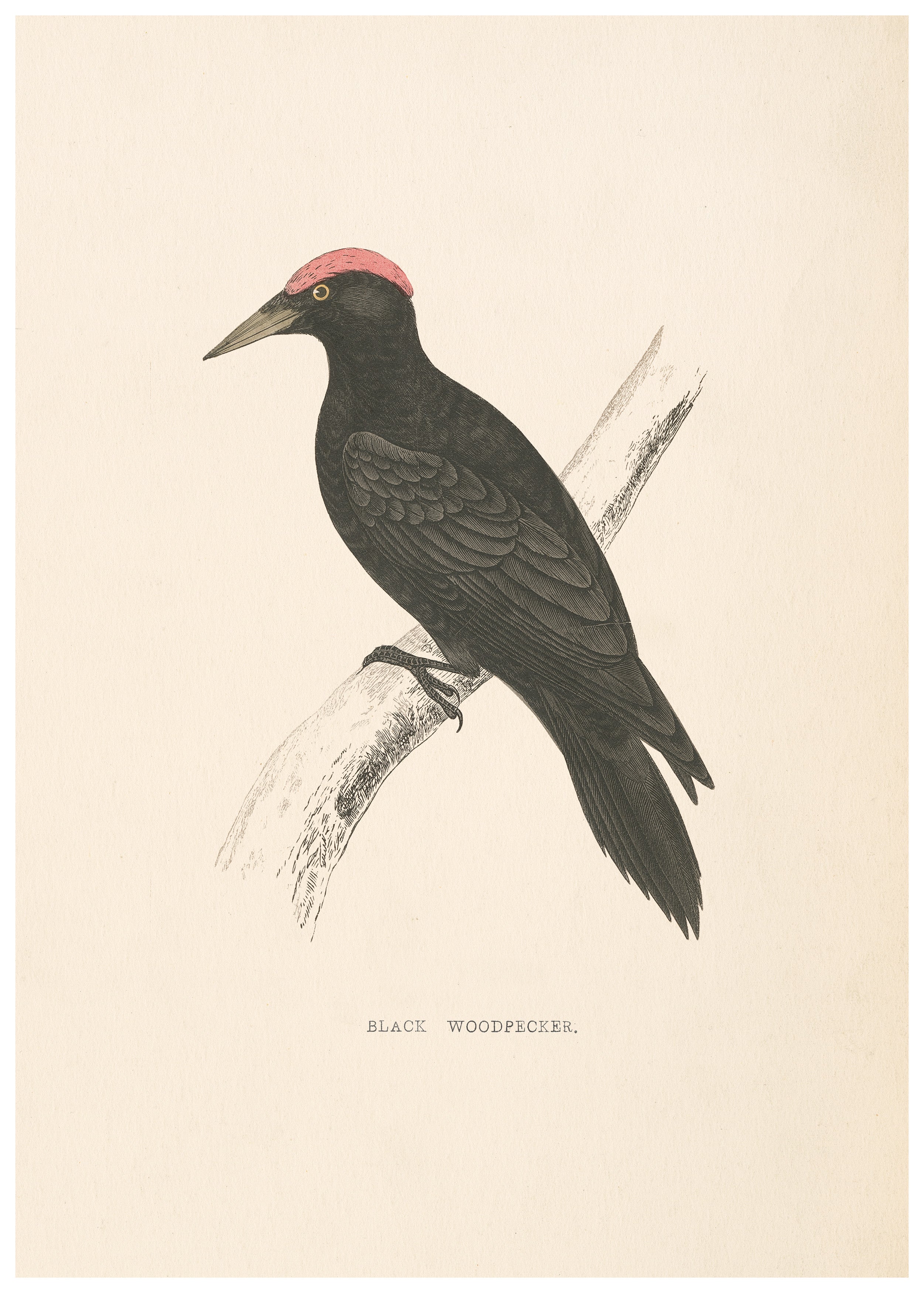 A History of British Birds (Series I)