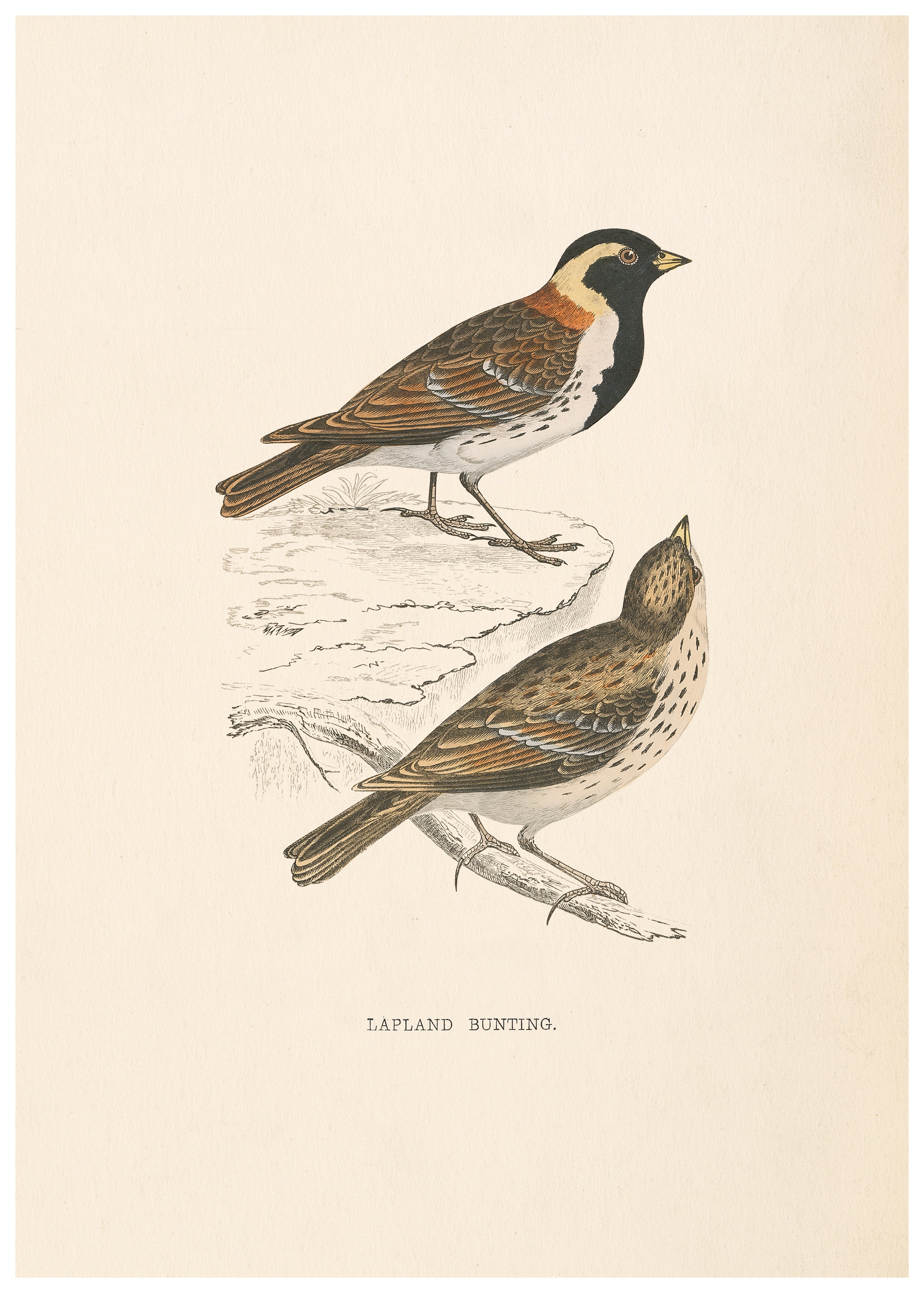 A History of British Birds (Series I)