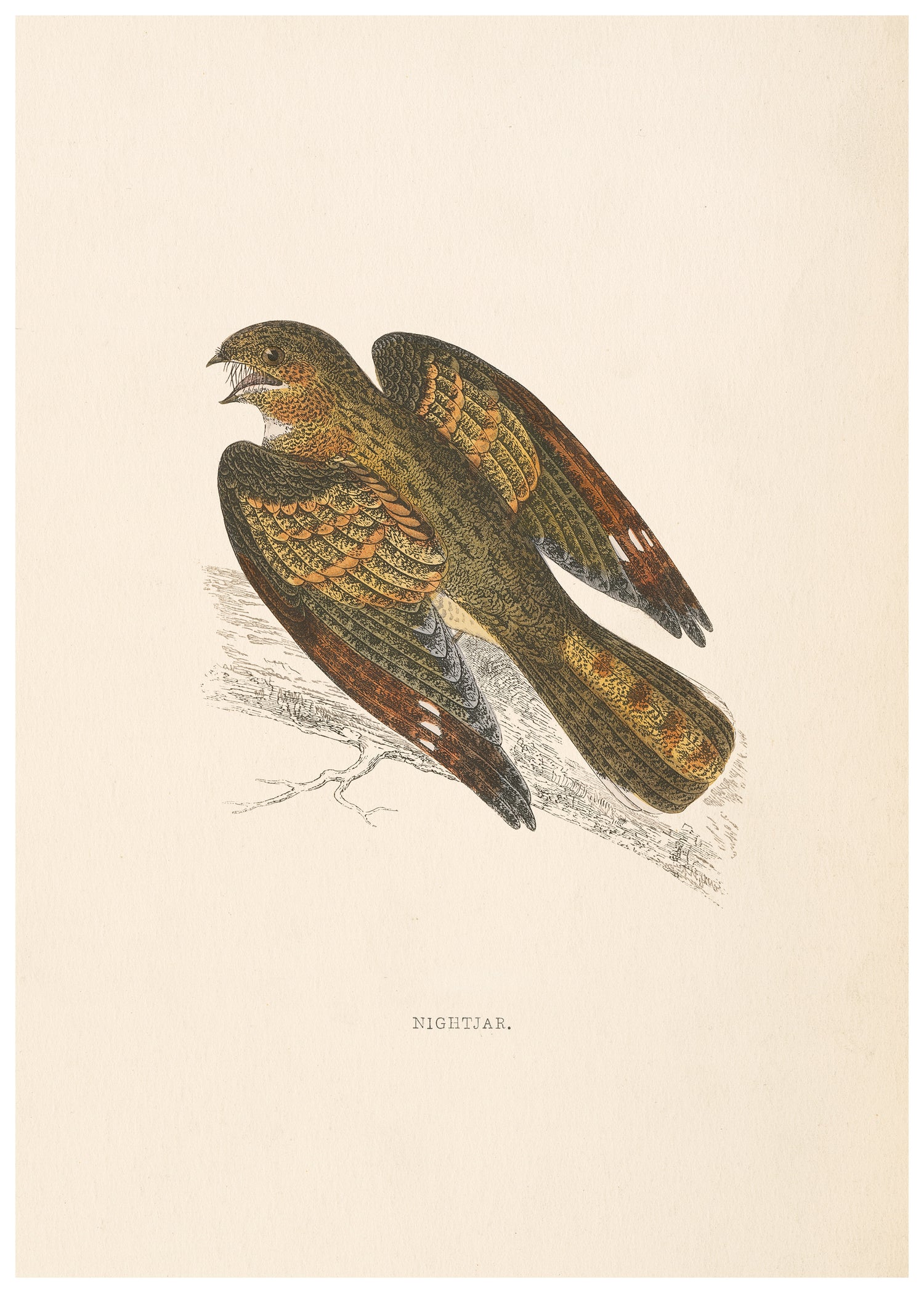 A History of British Birds (Series I)