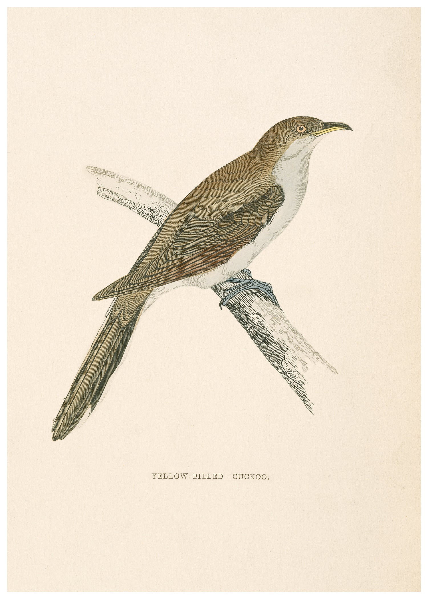 A History of British Birds (Series I)