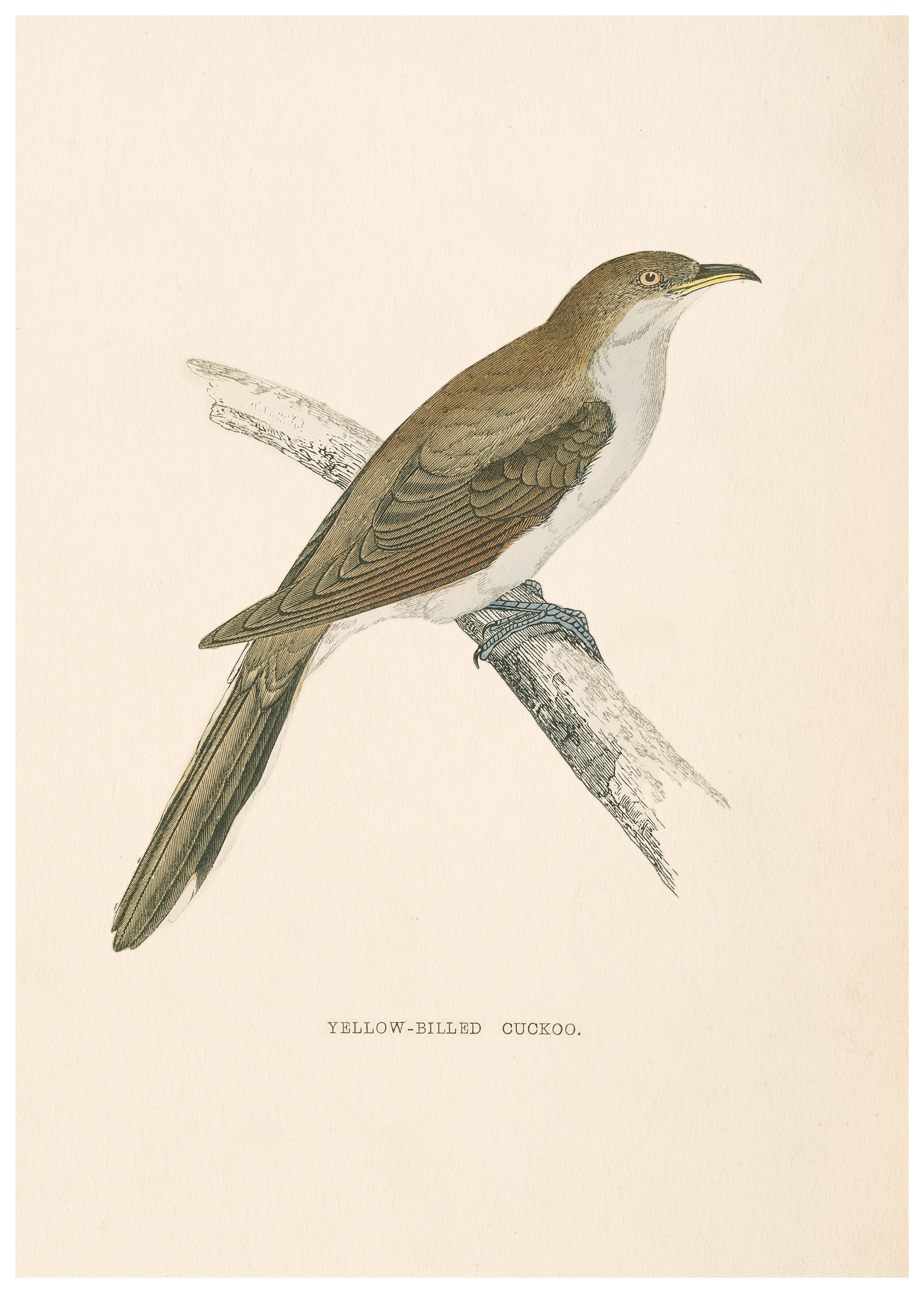 A History of British Birds (Series I)