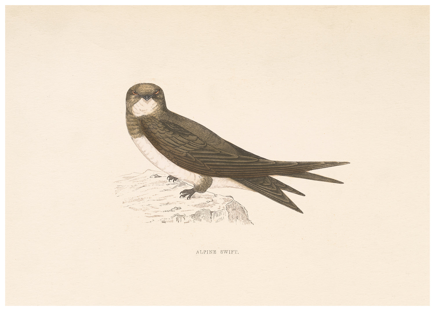 A History of British Birds (Series II)