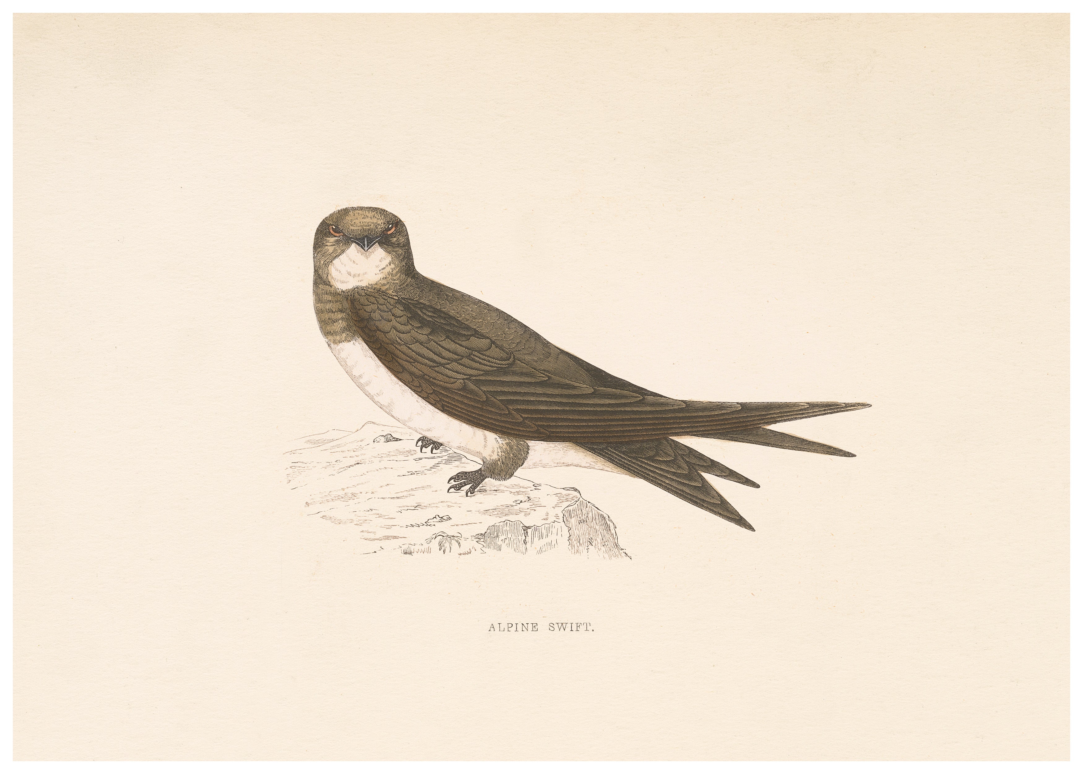 A History of British Birds (Series II)