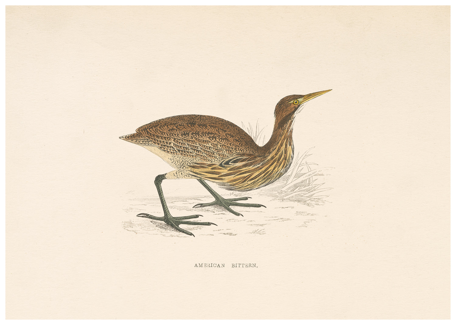 A History of British Birds (Series II)