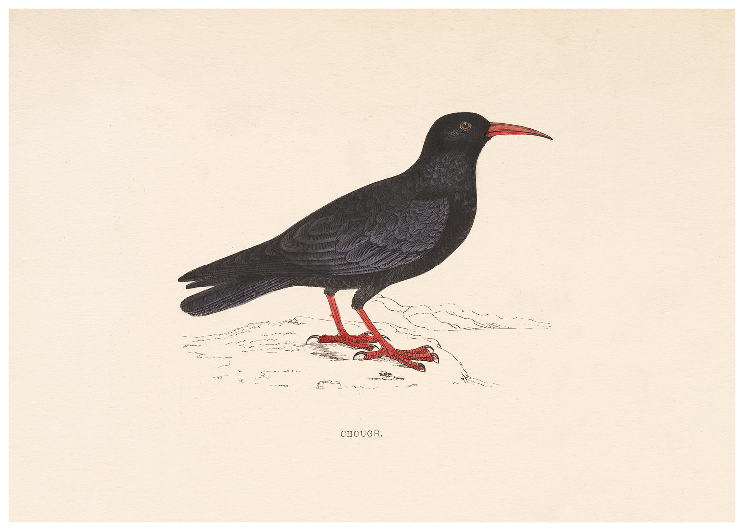 A History of British Birds (Series II)