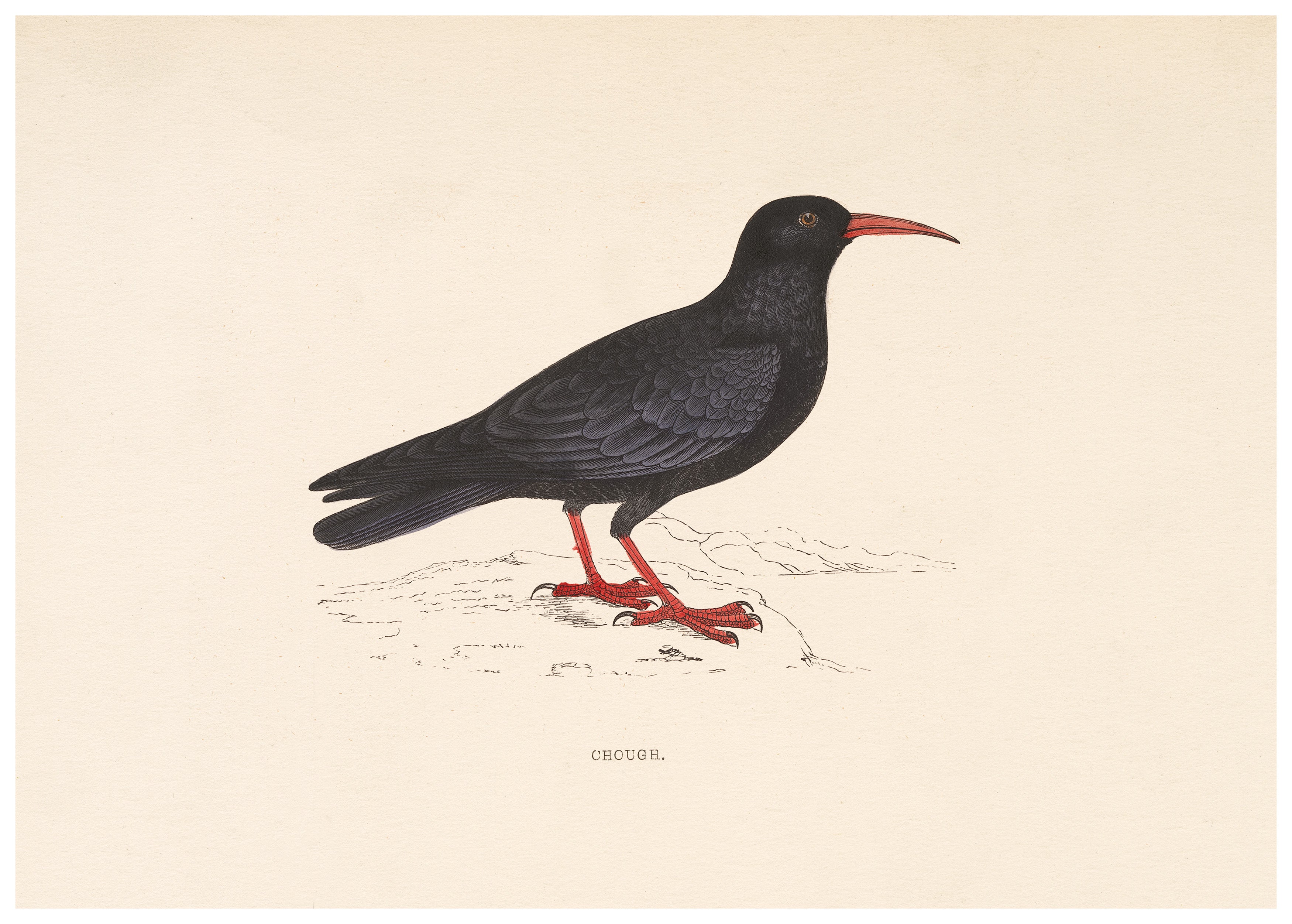 A History of British Birds (Series II)