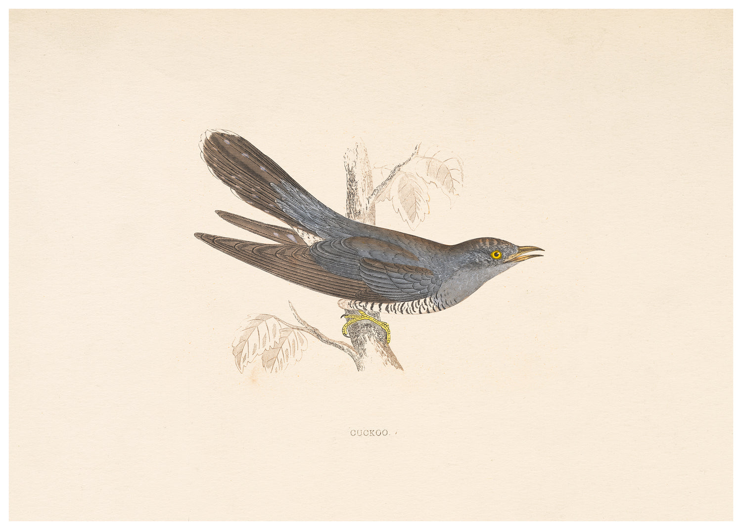 A History of British Birds (Series II)