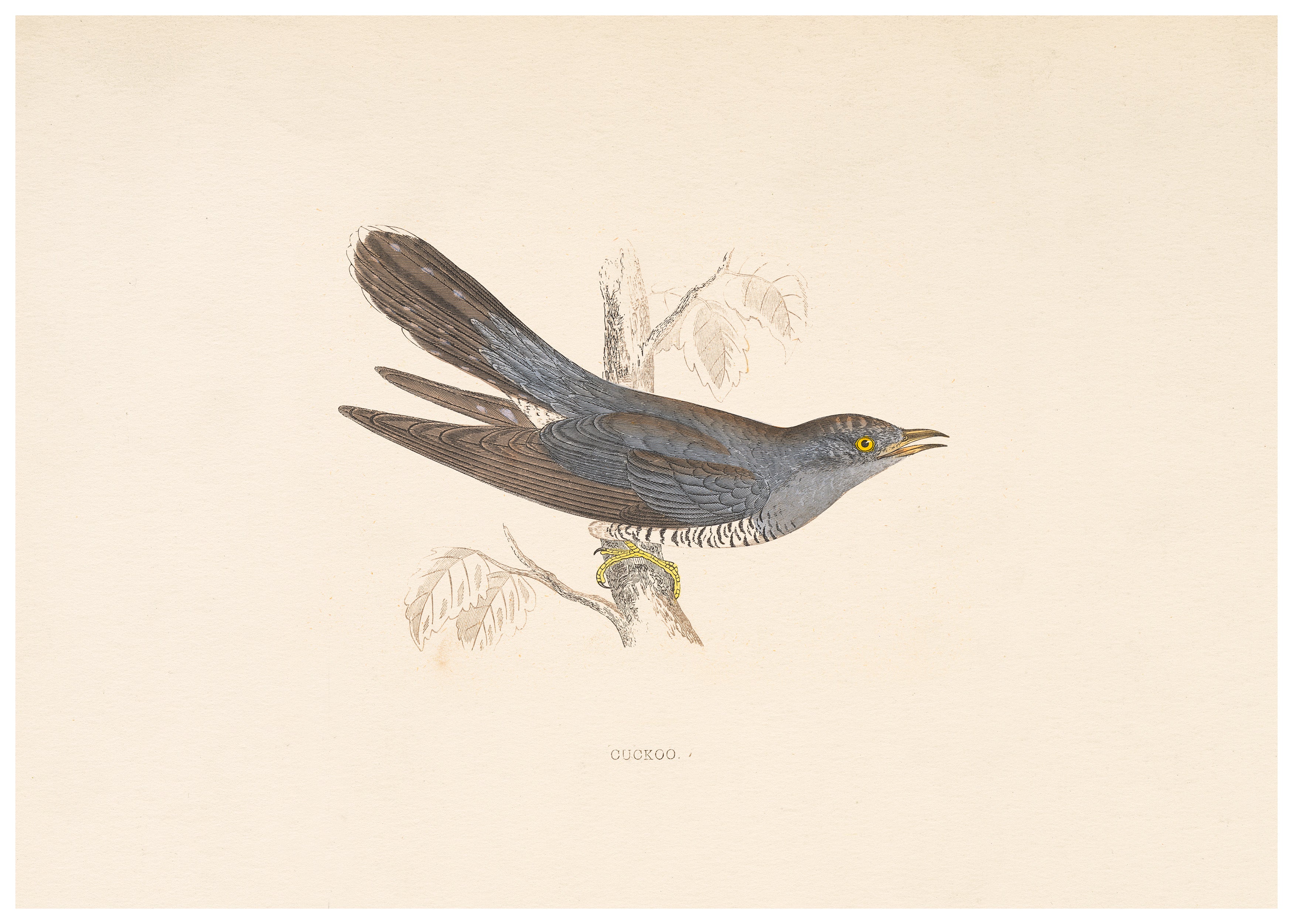 A History of British Birds (Series II)