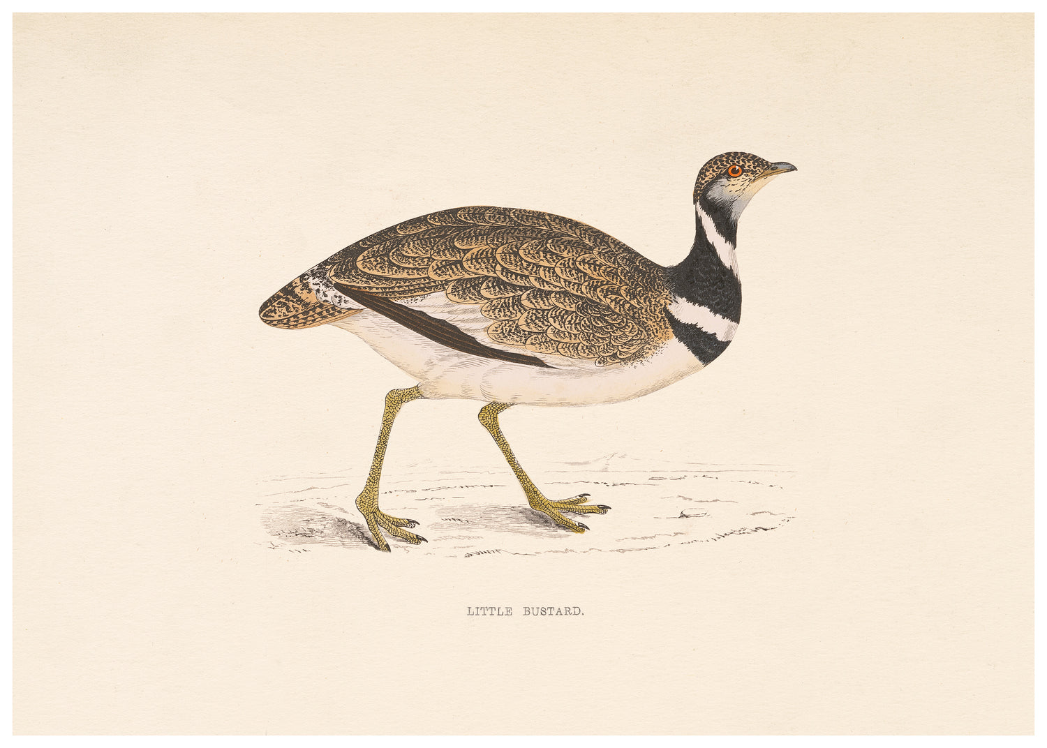 A History of British Birds (Series II)