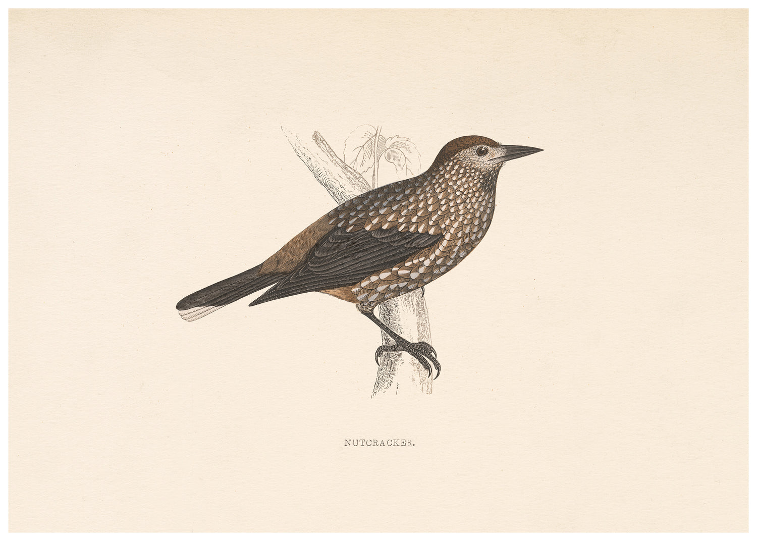 A History of British Birds (Series II)