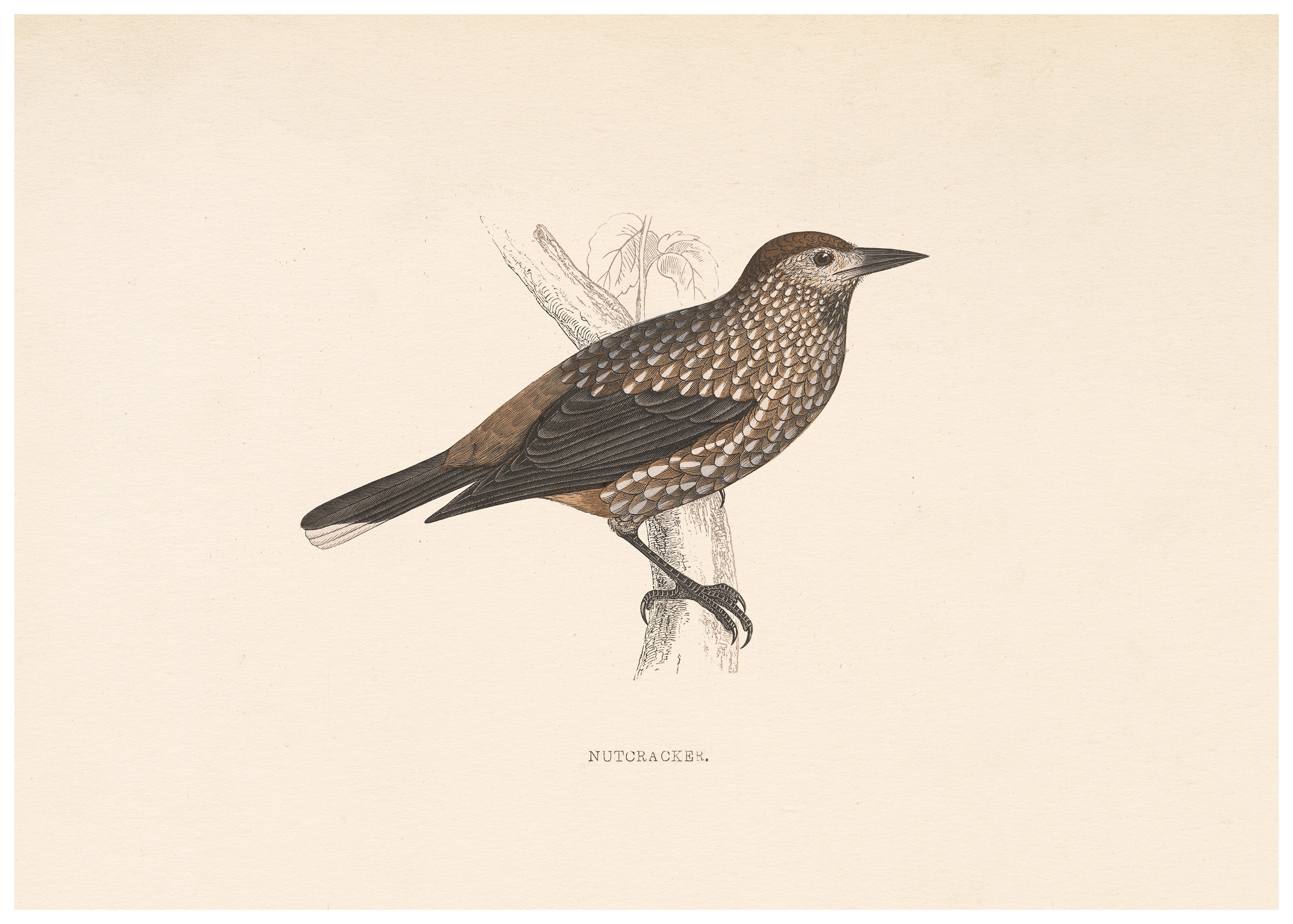 A History of British Birds (Series II)