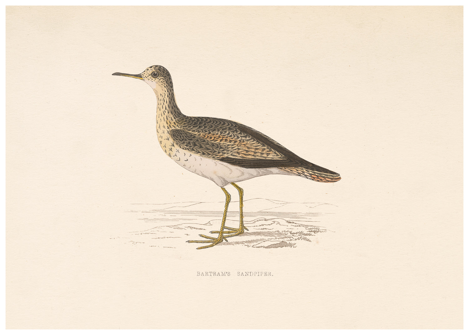 A History of British Birds (Series II)