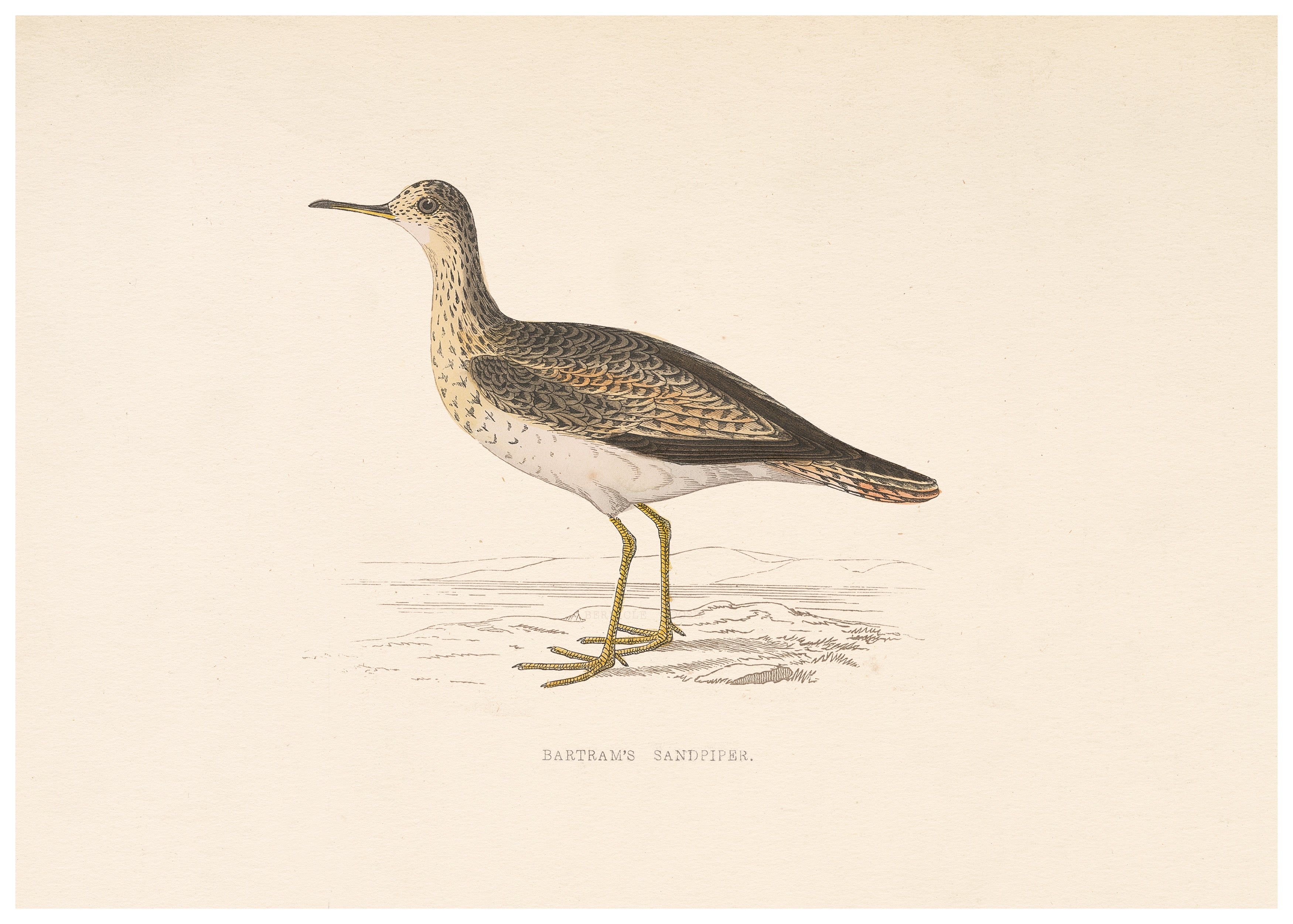 A History of British Birds (Series II)