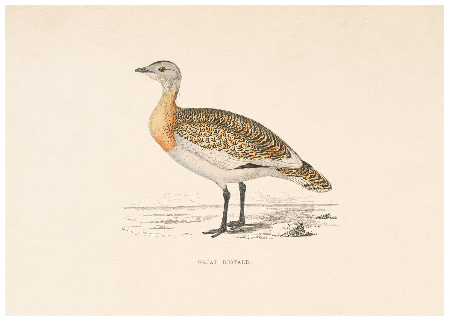 A History of British Birds (Series II)