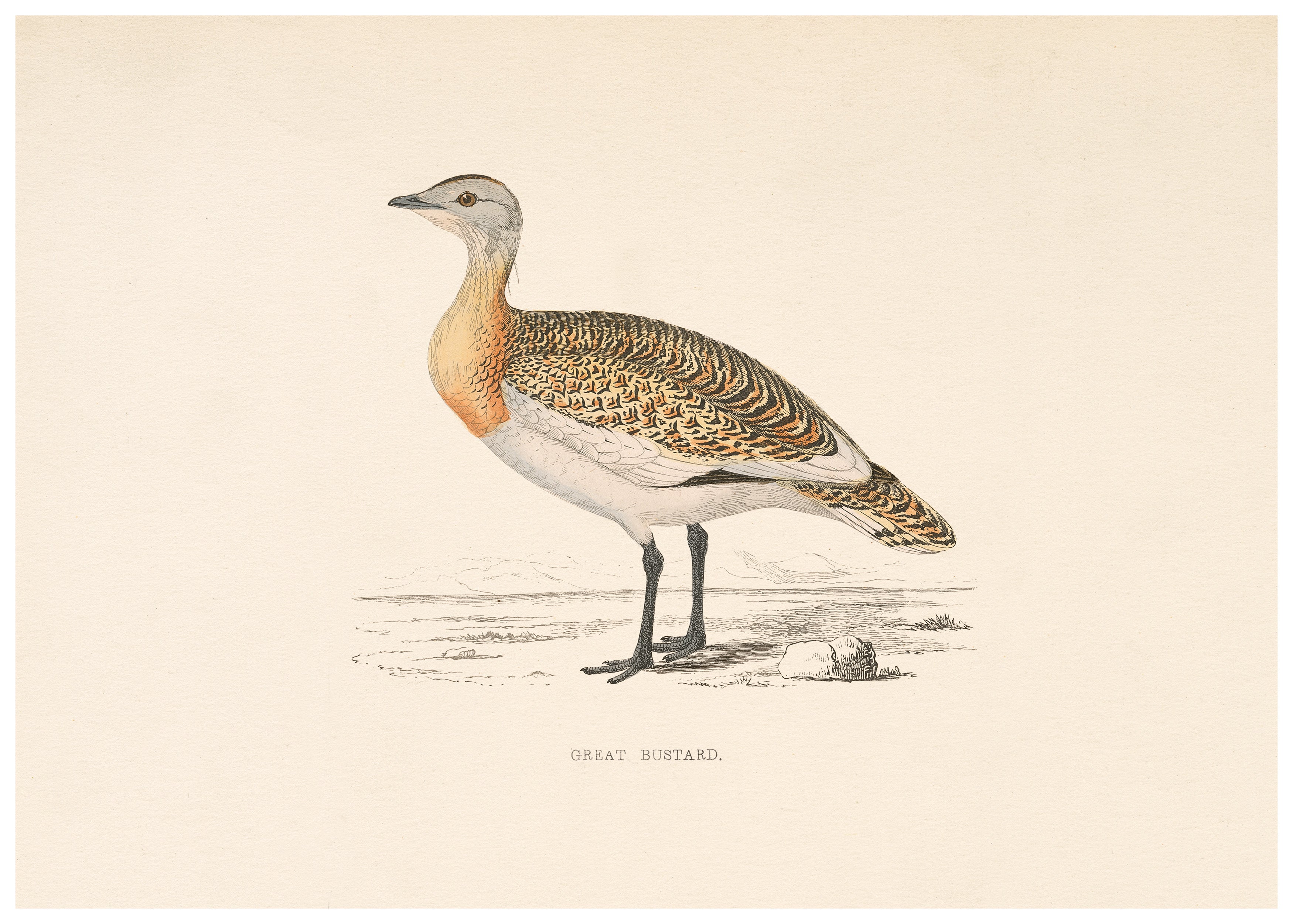 A History of British Birds (Series II)