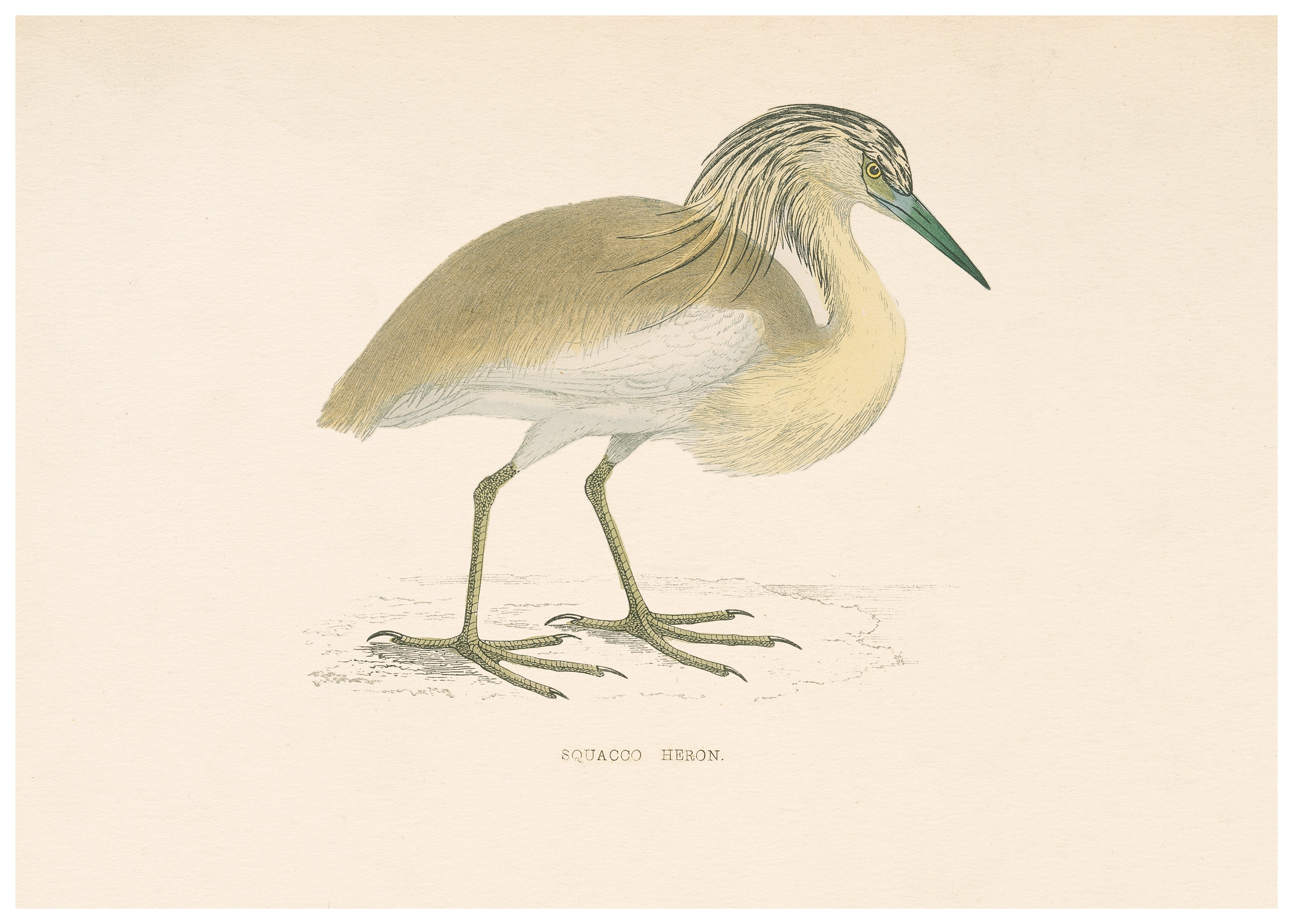 A History of British Birds (Series II)