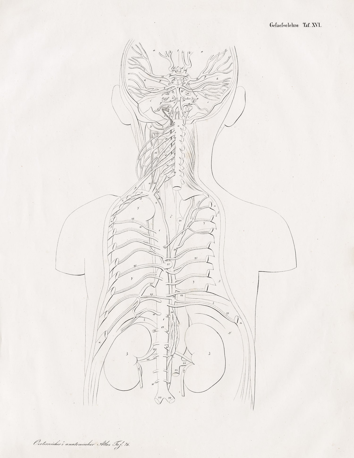 Anatomical Atlas (Series)