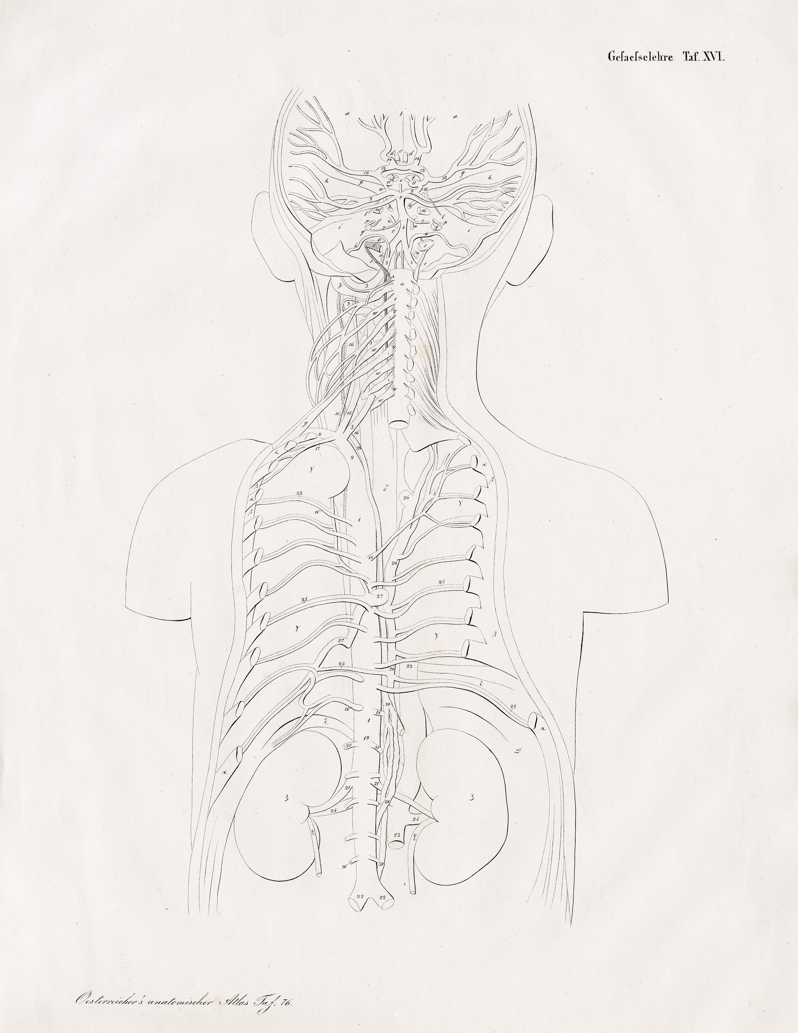 Anatomical Atlas (Series)