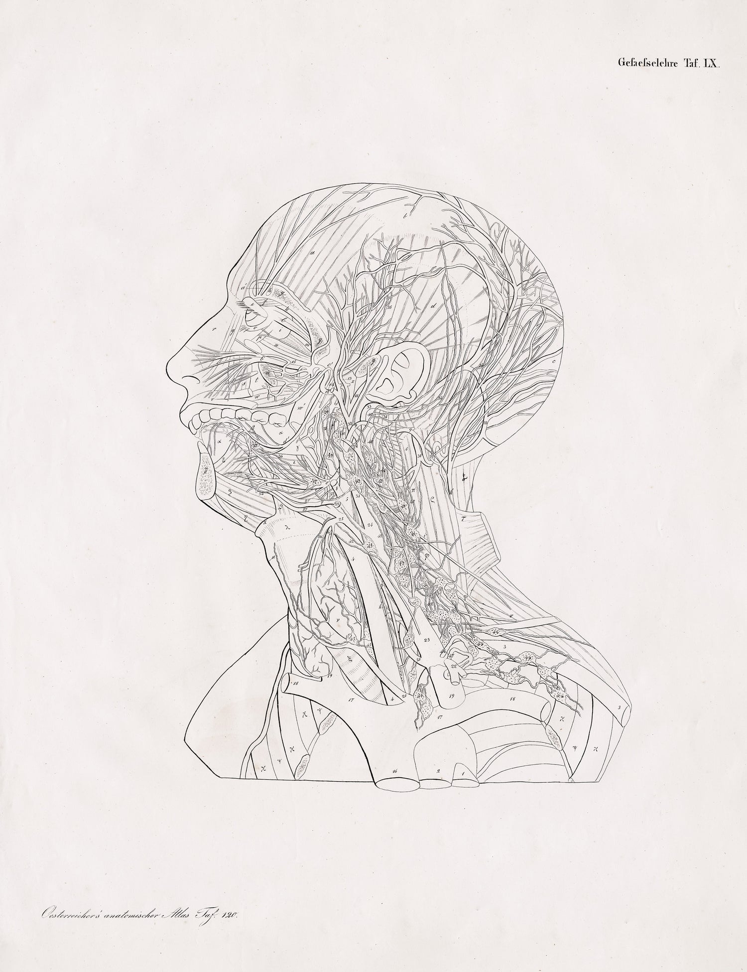 Anatomical Atlas (Series)