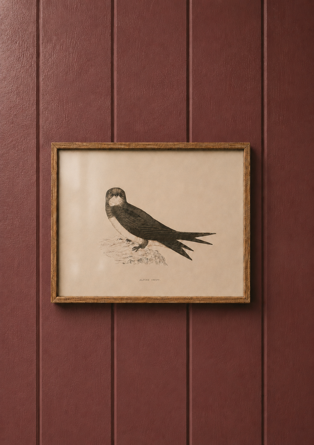 Alpine Swift
