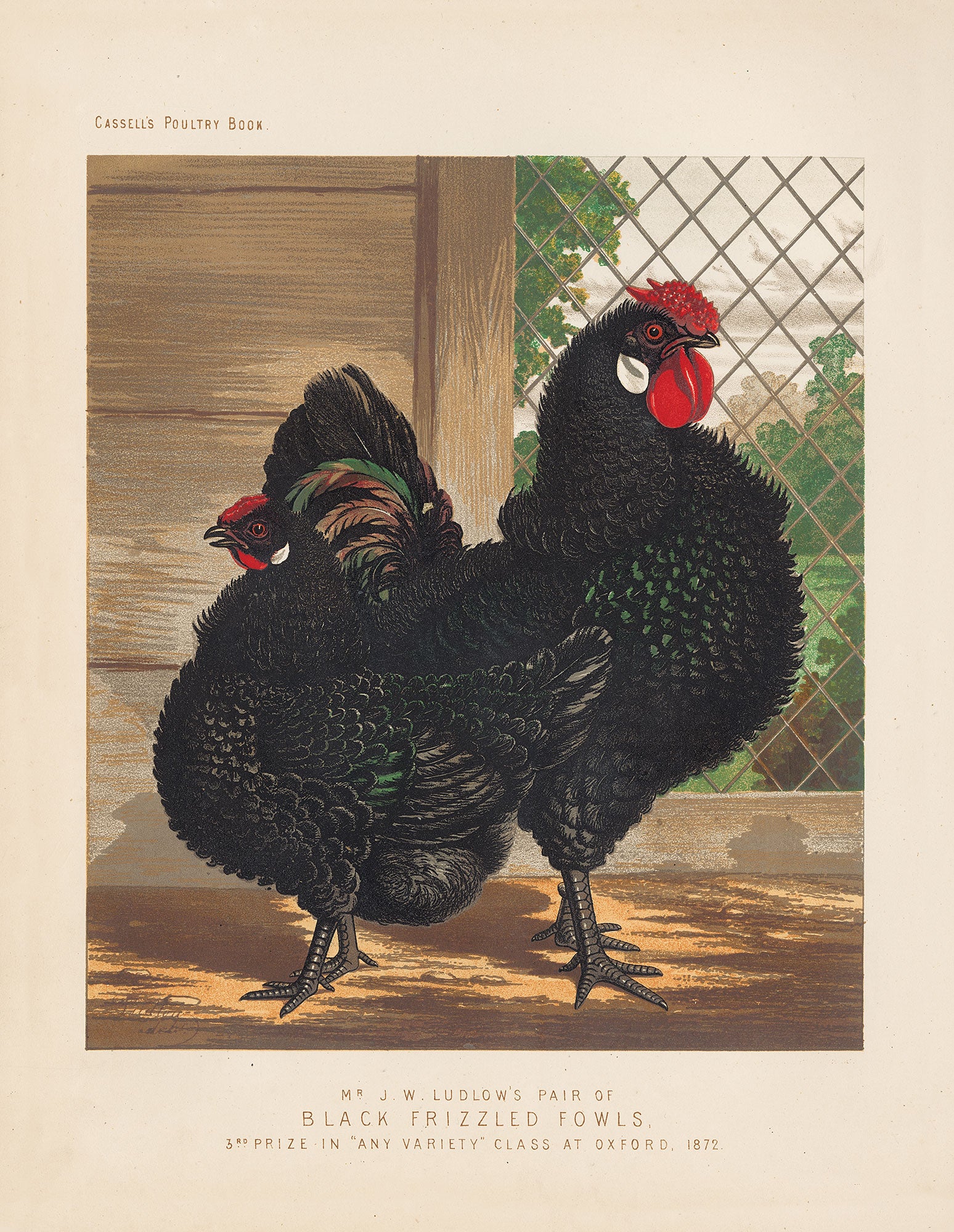 Cassells Poultry Book (Series)