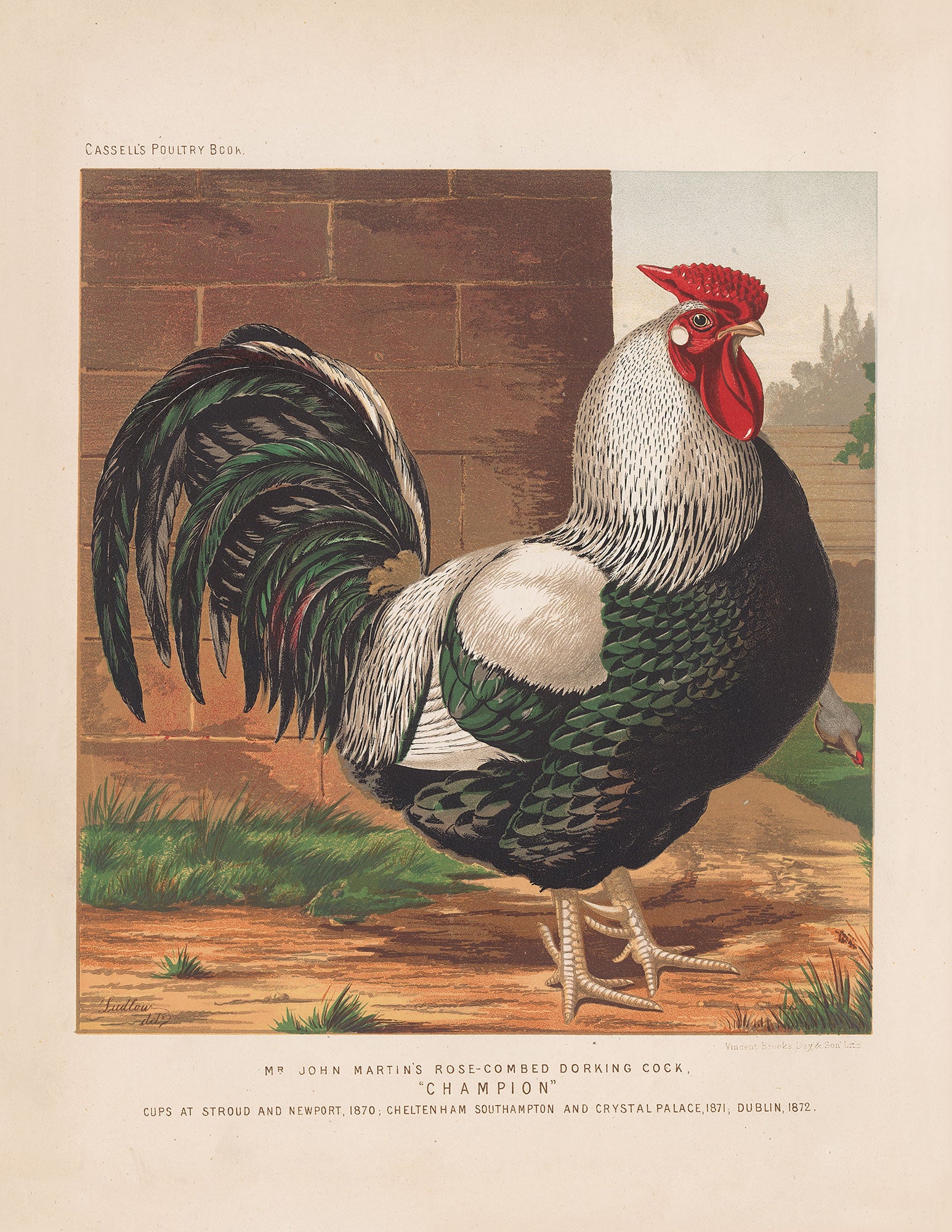 Cassells Poultry Book (Series)