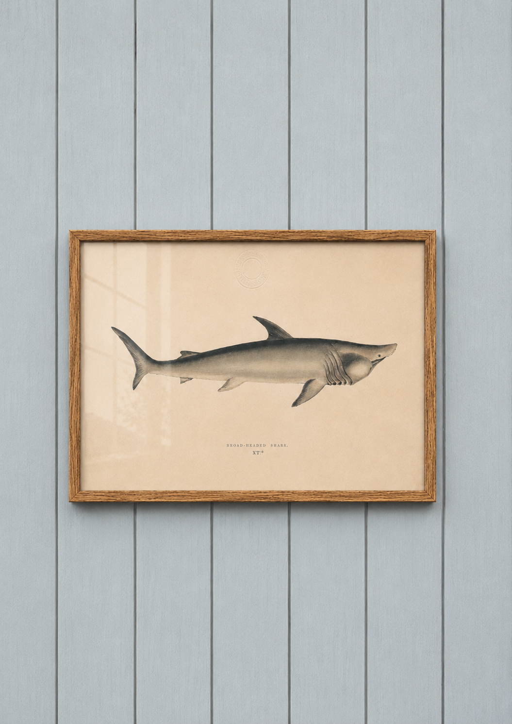 Broad-Headed Gazer Shark
