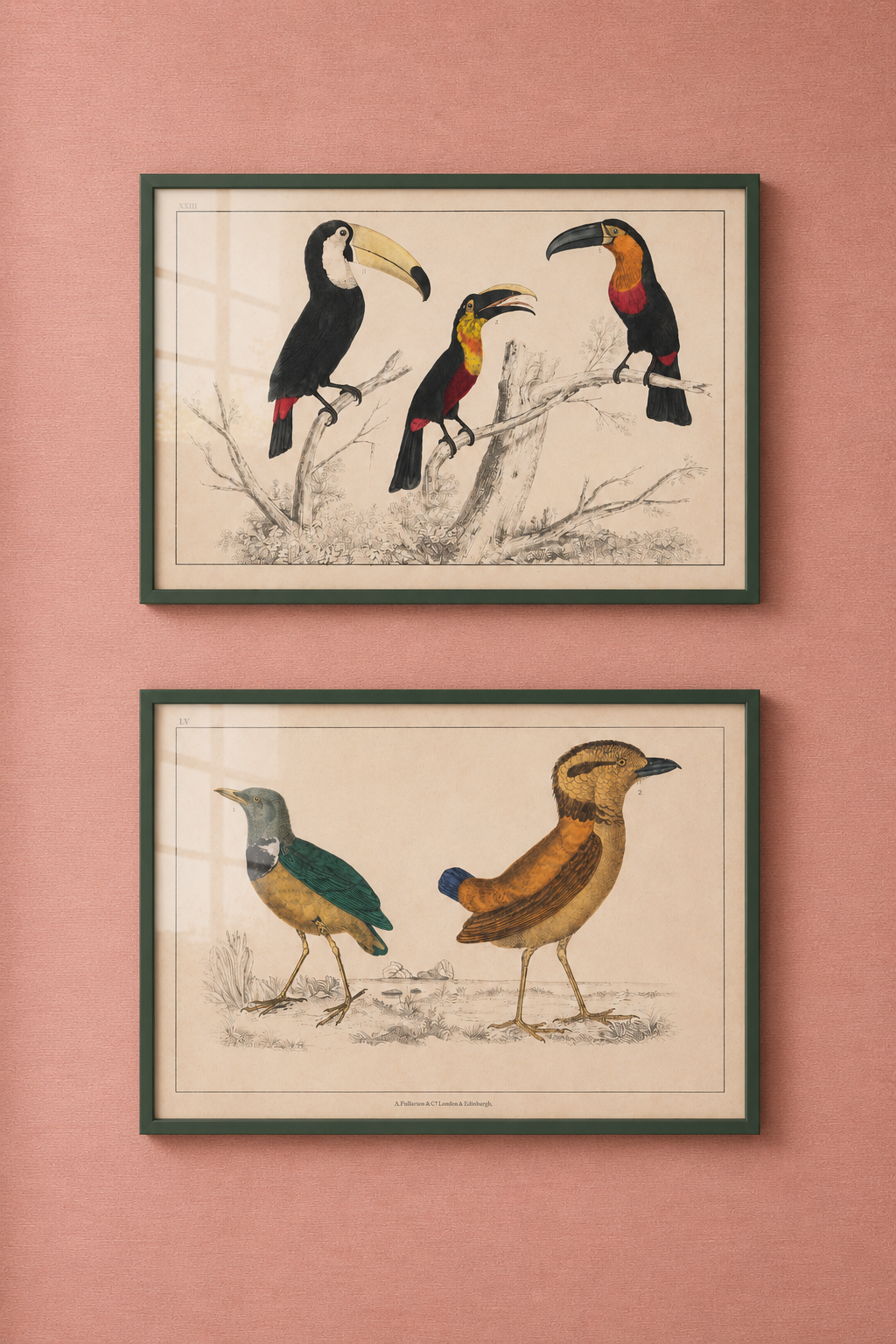 Toucans