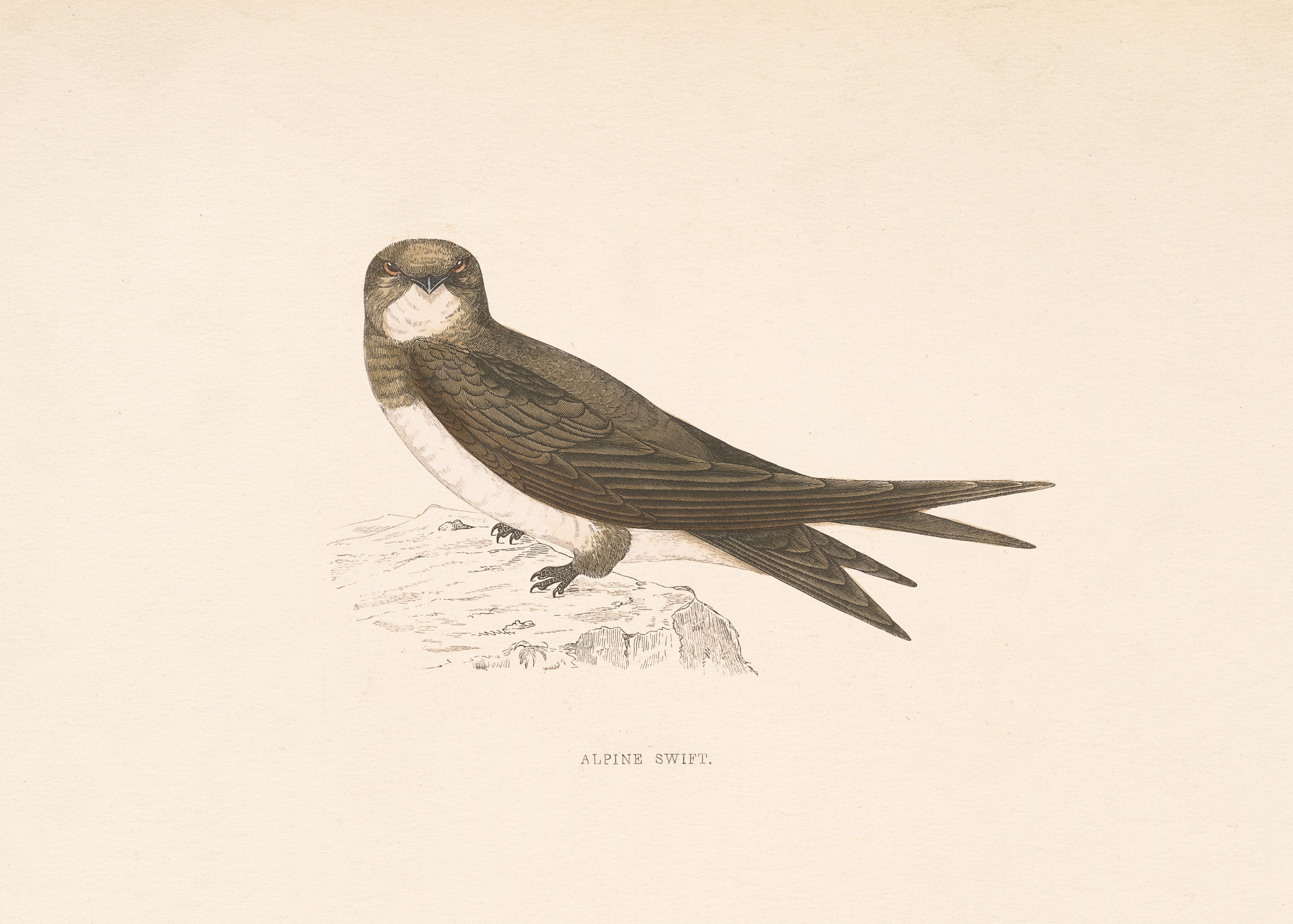 Alpine Swift
