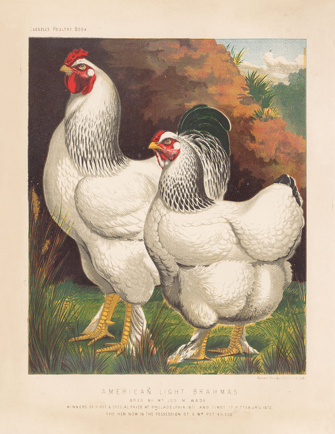 American Light Brahmas