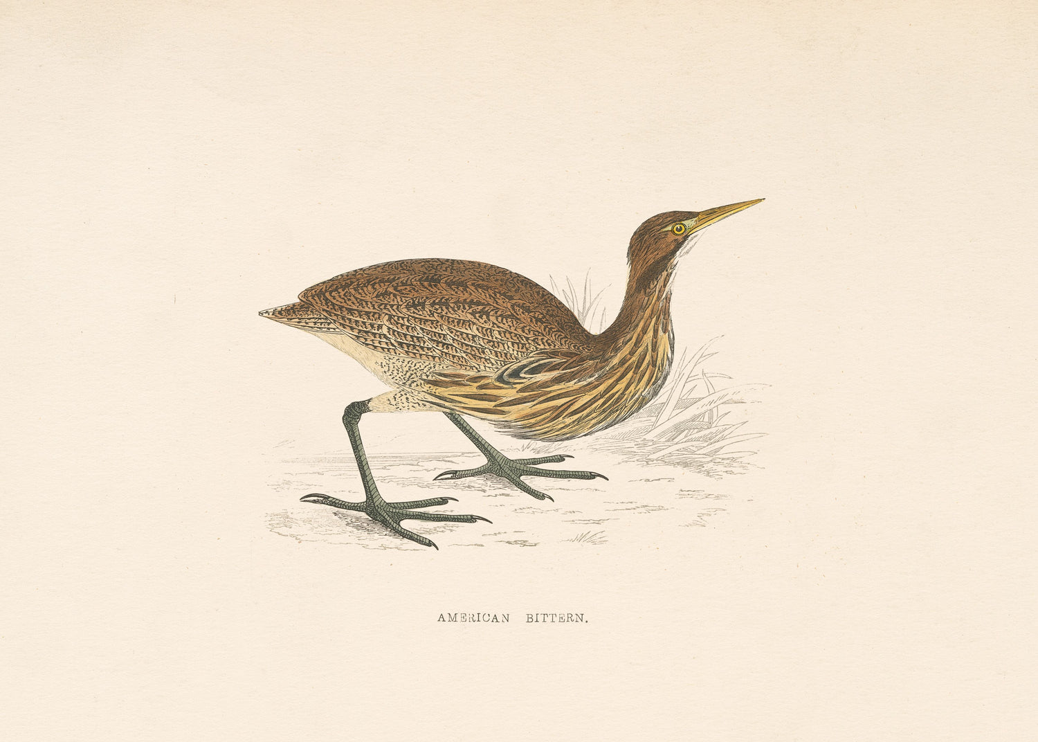 American Bittern
