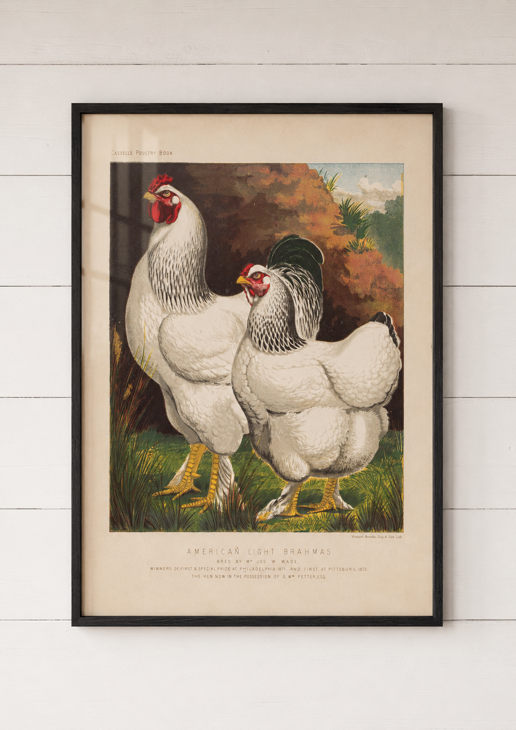 American Light Brahmas