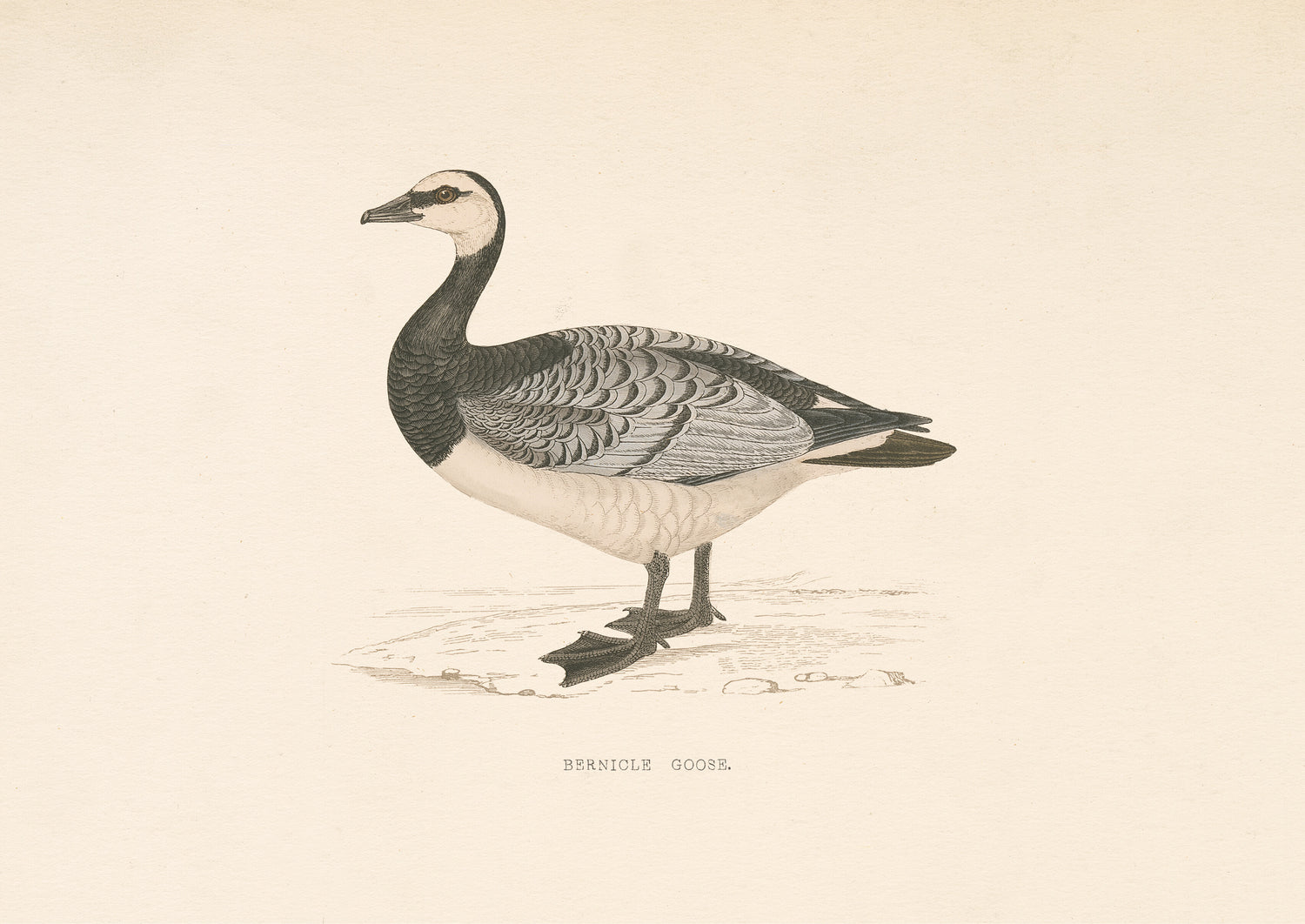 Barnicle Goose