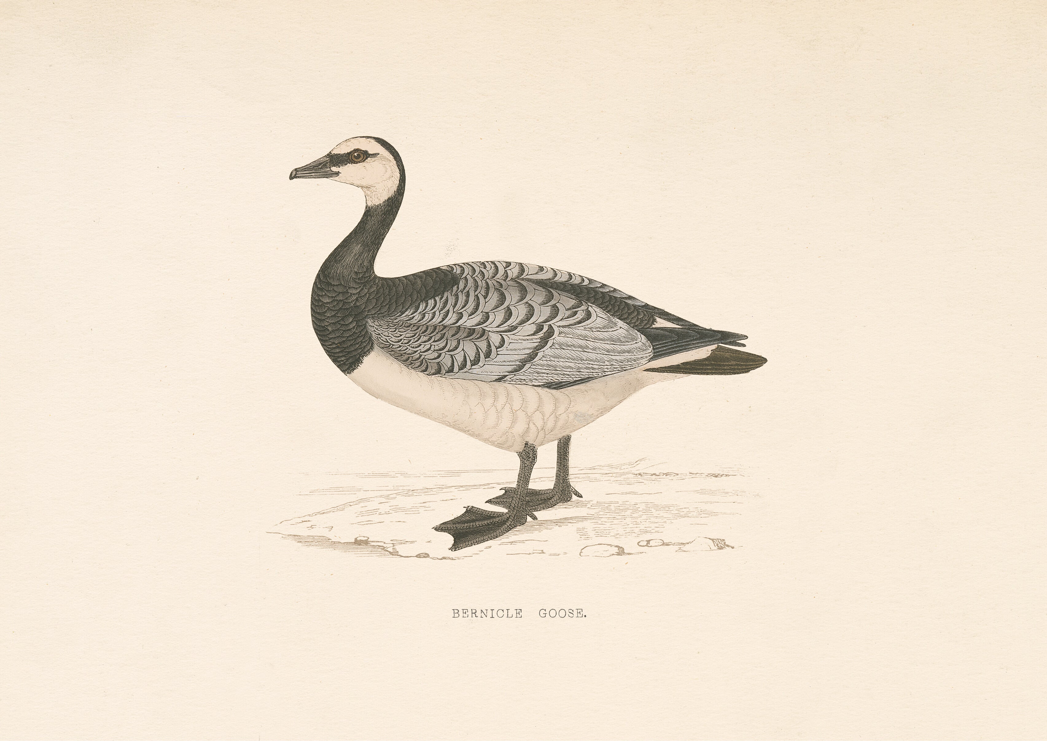 Barnicle Goose